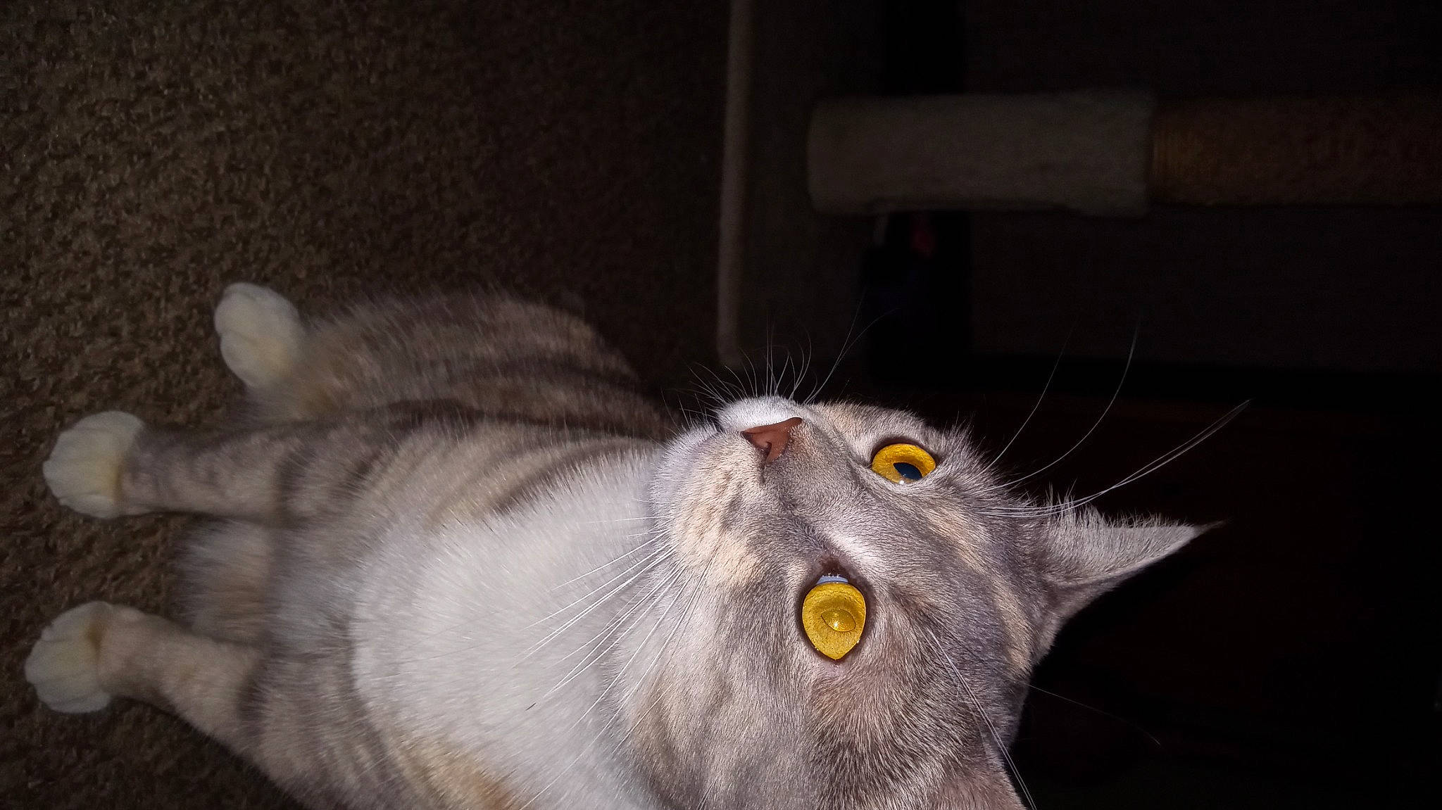 Krazy Kitty joined the competition — help win amazing prizes! carnivore, cat, domestic_short_haired_cat, ear, felidae, fur, grey, paw, small_to_medium_sized_cats, snout, tail, whiskers