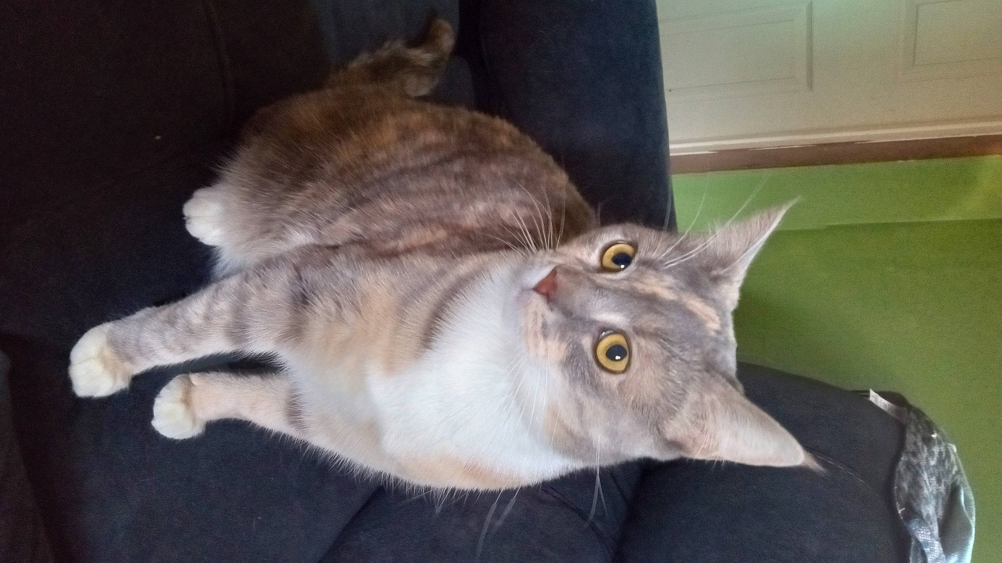 Krazy Kitty joined the competition — help win amazing prizes! carnivore, cat, domestic_short_haired_cat, felidae, fur, paw, small_to_medium_sized_cats, snout, tail, terrestrial_animal, whiskers, window