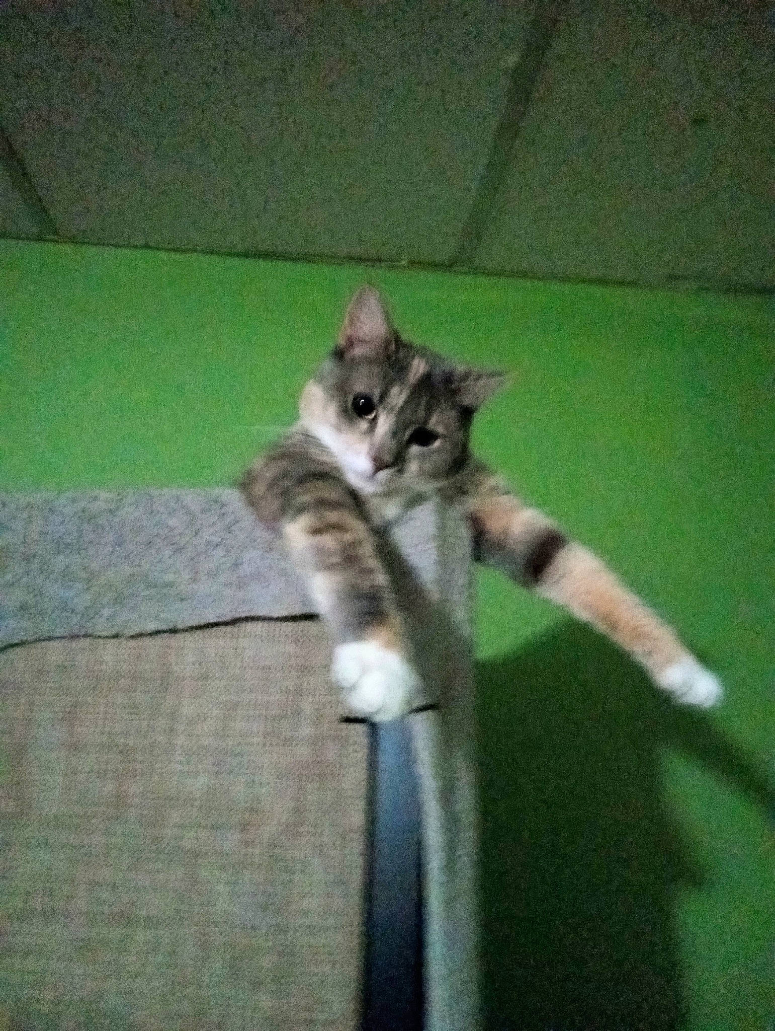 Krazy Kitty is registered to the contest to win money with this photo: carnivore, cat, claw, domestic_short_haired_cat, felidae, flooring, fur, paw, small_to_medium_sized_cats, tail, terrestrial_animal, whiskers