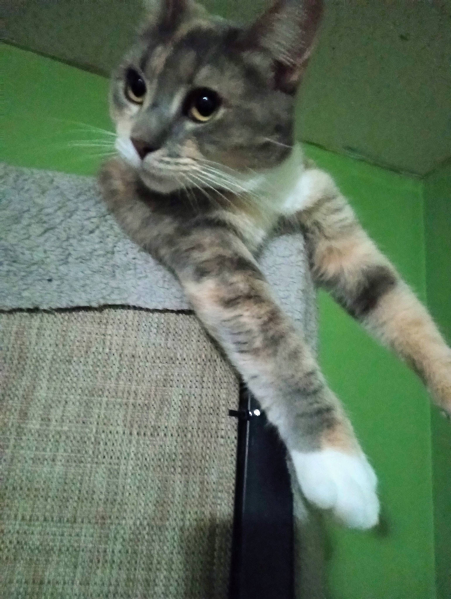 Krazy Kitty is registered to the contest to win money with this photo: balance, carnivore, cat, claw, domestic_short_haired_cat, felidae, foot, fur, paw, small_to_medium_sized_cats, snout, tail, terrestrial_animal, whiskers