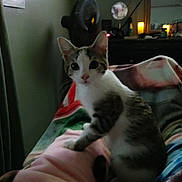 Luna joined the competition — help win amazing prizes! cat, kitten, indoor, blanket, curious, pet, feline, animal, cozy, room, fan, mirror, candle, soft_light, colorful, sitting, fur, whiskers, eyes, domestic