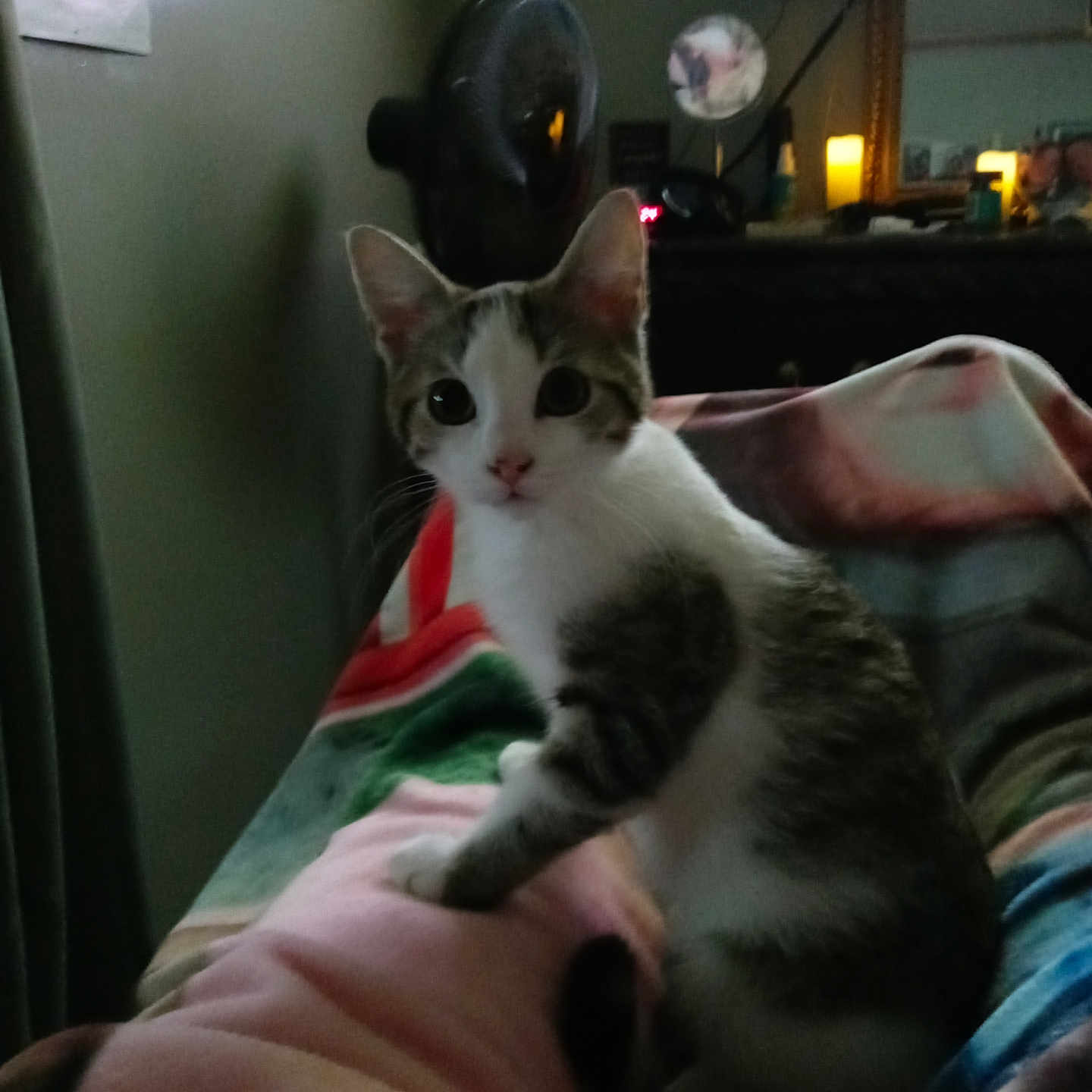 Luna joined the competition — help win amazing prizes! animal, blanket, candle, cat, colorful, cozy, curious, domestic, eyes, fan, feline, fur, indoor, kitten, mirror, pet, room, sitting, soft_light, whiskers