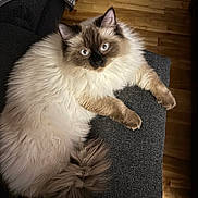 Lola is registered to the contest to win money with this photo: cat, ragdoll, fluffy, blue_eyes, couch, gray_couch, wooden_floor, indoor, pet, feline, long_hair, relaxed, looking_at_camera, whiskers, tail, ears, paws, domestic_animal, cozy, home