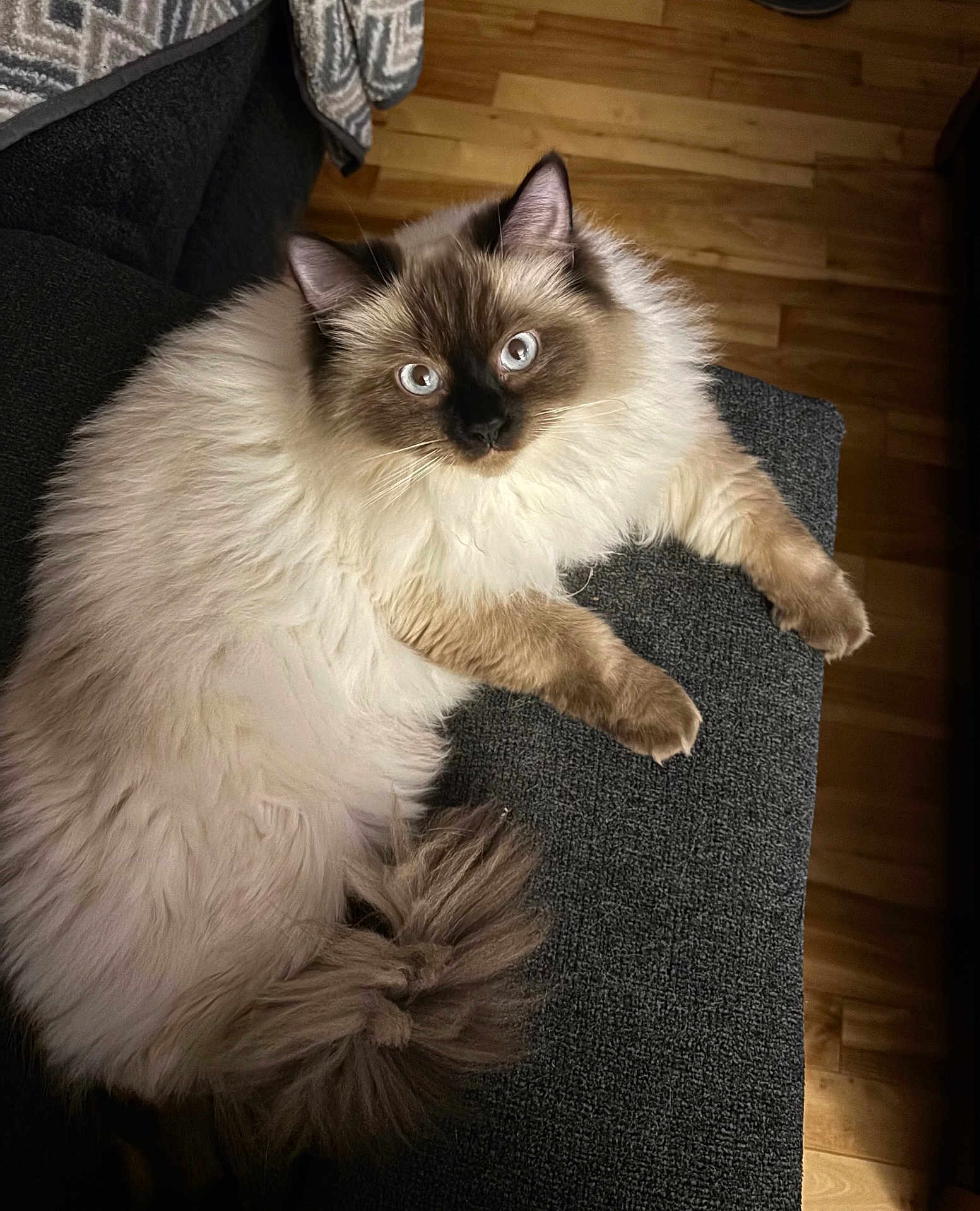 Lola