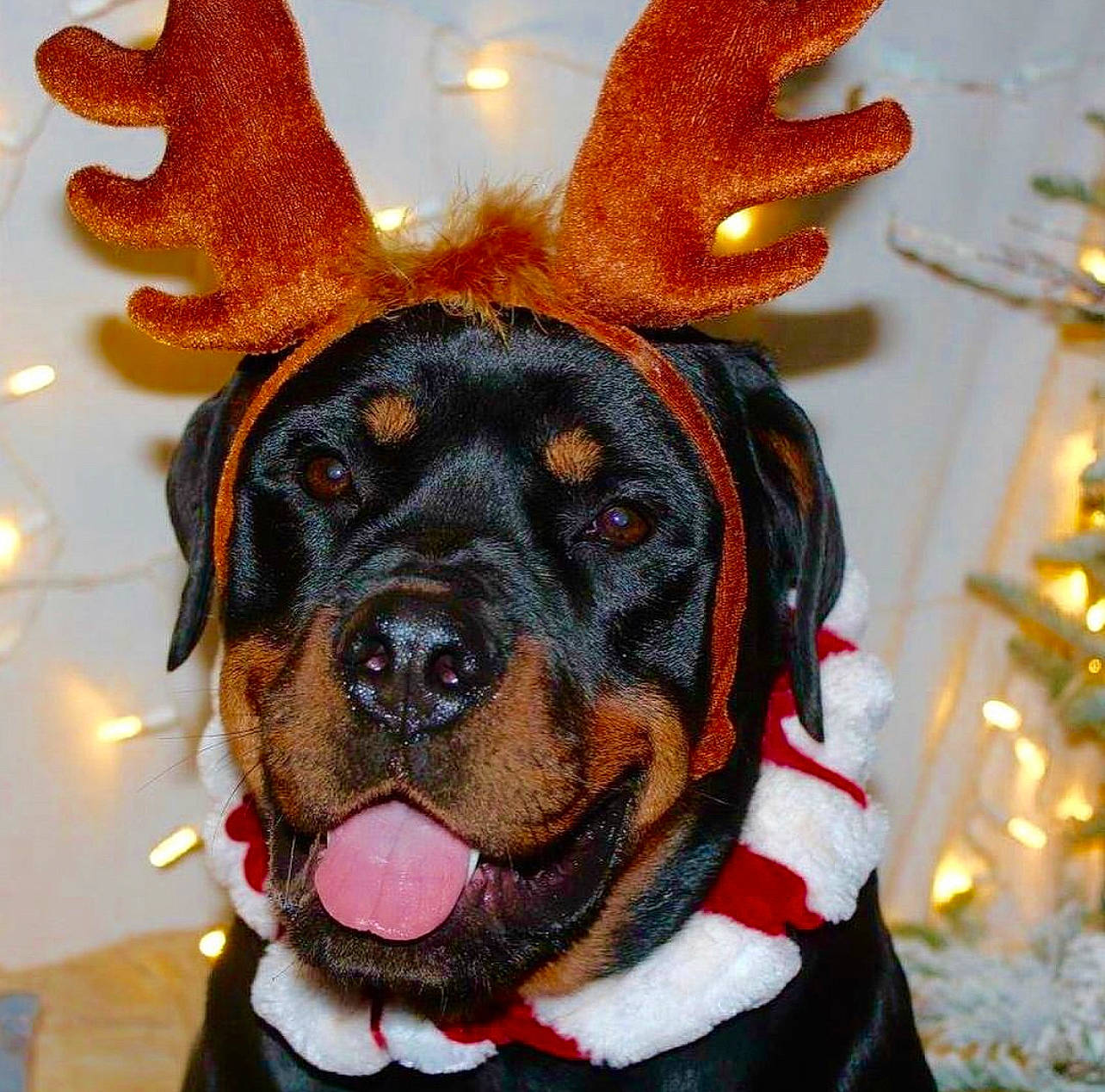 Ember joined the competition — help win amazing prizes! canidae, carnivore, christmas_ornament, collar, companion_dog, dog, dog_breed, dog_clothes, dog_supply, ear, fawn, fur, hat, head, holiday_ornament, leash, personal_protective_equipment, snout, whiskers, working_animal