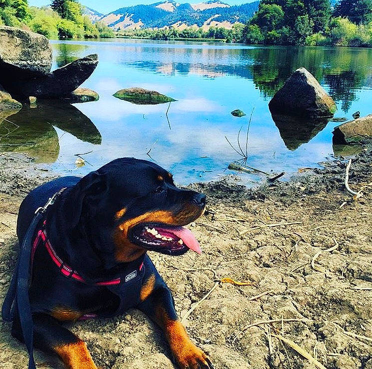 Ember is registered to the contest to win money with this photo: blue, carnivore, collar, companion_dog, dog, dog_breed, dog_collar, grass, green, lake, landscape, morning, mountain, natural_landscape, plant, sky, tree, vertebrate, water, working_animal