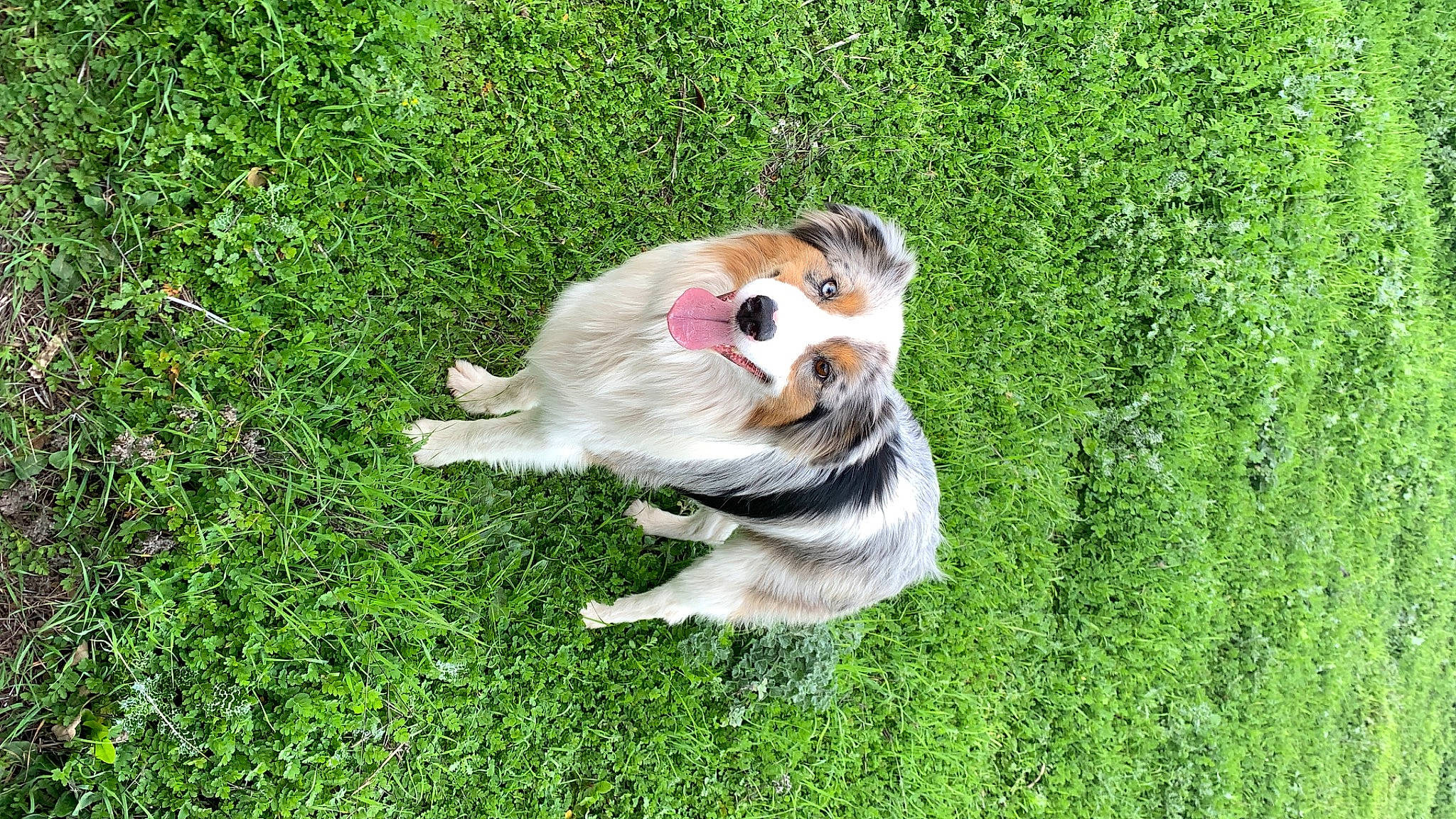 Dax joined the competition — help win amazing prizes! ball, canidae, carnivore, companion_dog, dog, dog_breed, fawn, fur, grass, grassland, groundcover, people_in_nature, plant, snout, sporting_group, sports_toy, tail, terrestrial_animal, whiskers, working_dog