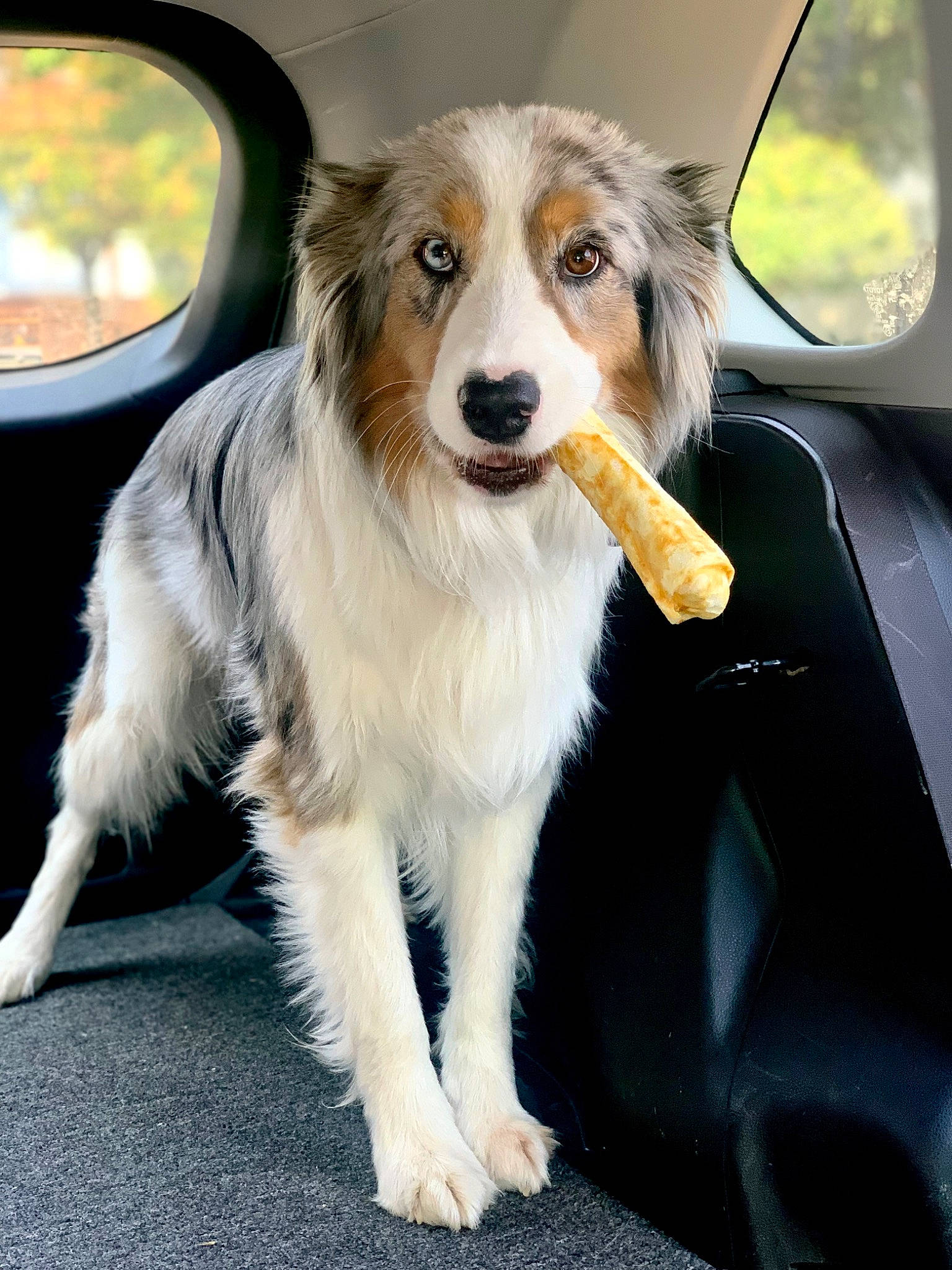 Dax joined the competition — help win amazing prizes! australian_collie, automotive_exterior, canidae, car, car_seat, carnivore, companion_dog, dog, dog_breed, fur, herding_dog, luxury_vehicle, motor_vehicle, plant, snout, sporting_group, vehicle, vehicle_door, whiskers, windshield