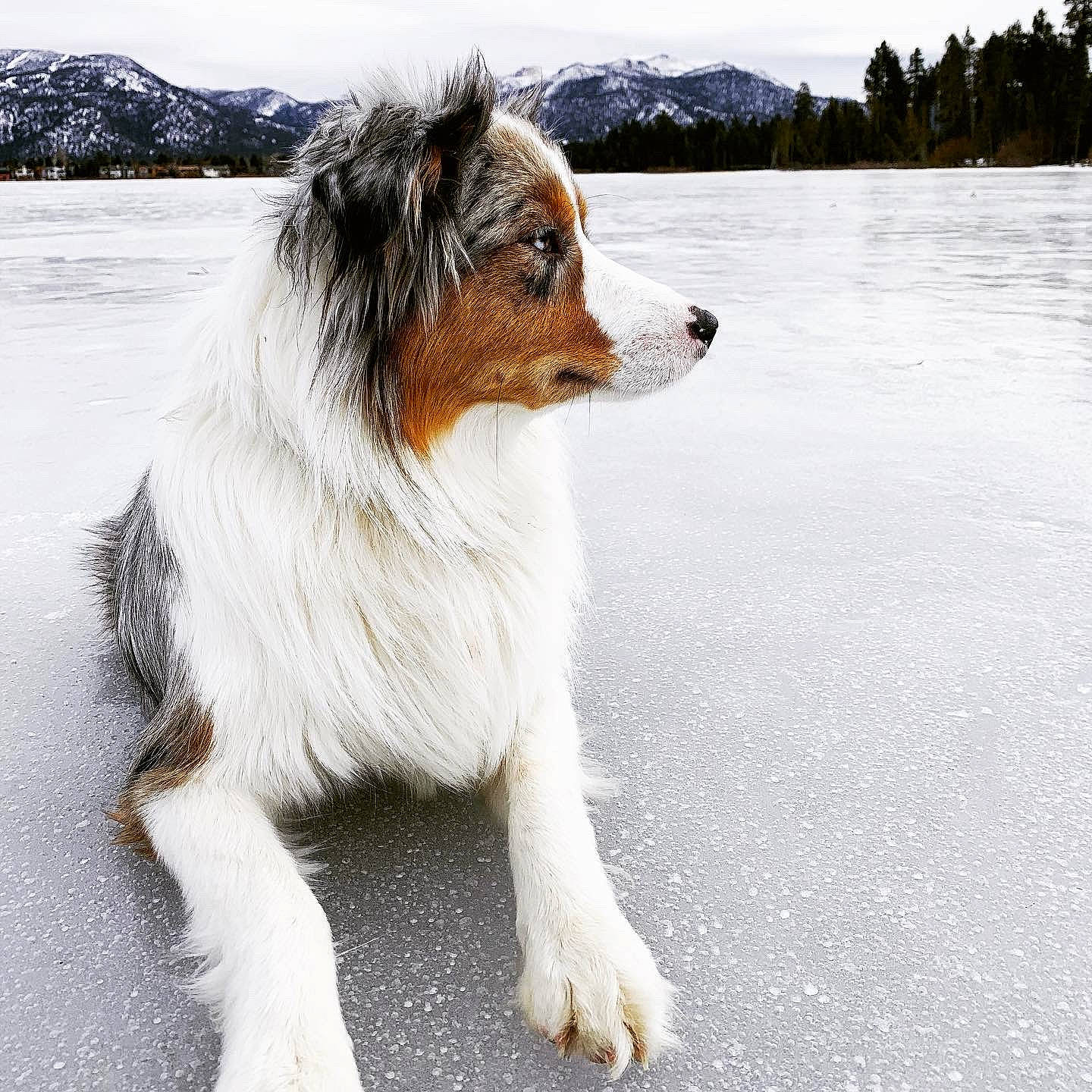 Dax joined the competition — help win amazing prizes! canidae, carnivore, cloud, companion_dog, dog, dog_breed, fur, mountain, sky, snout, snow, sporting_group, terrestrial_animal, tree, water, winter, working_dog