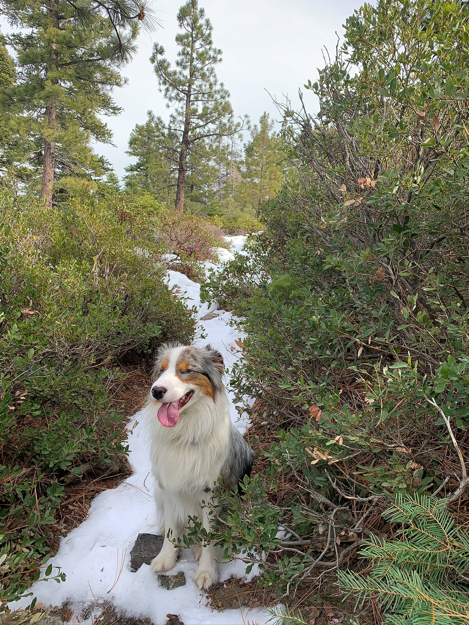 Dax is registered to the contest to win money with this photo: canidae, carnivore, companion_dog, dog, dog_breed, fang, forest, fur, grass, herding_dog, liver, plant, sky, sporting_group, tail, toy_dog, tree, walking, working_animal, working_dog