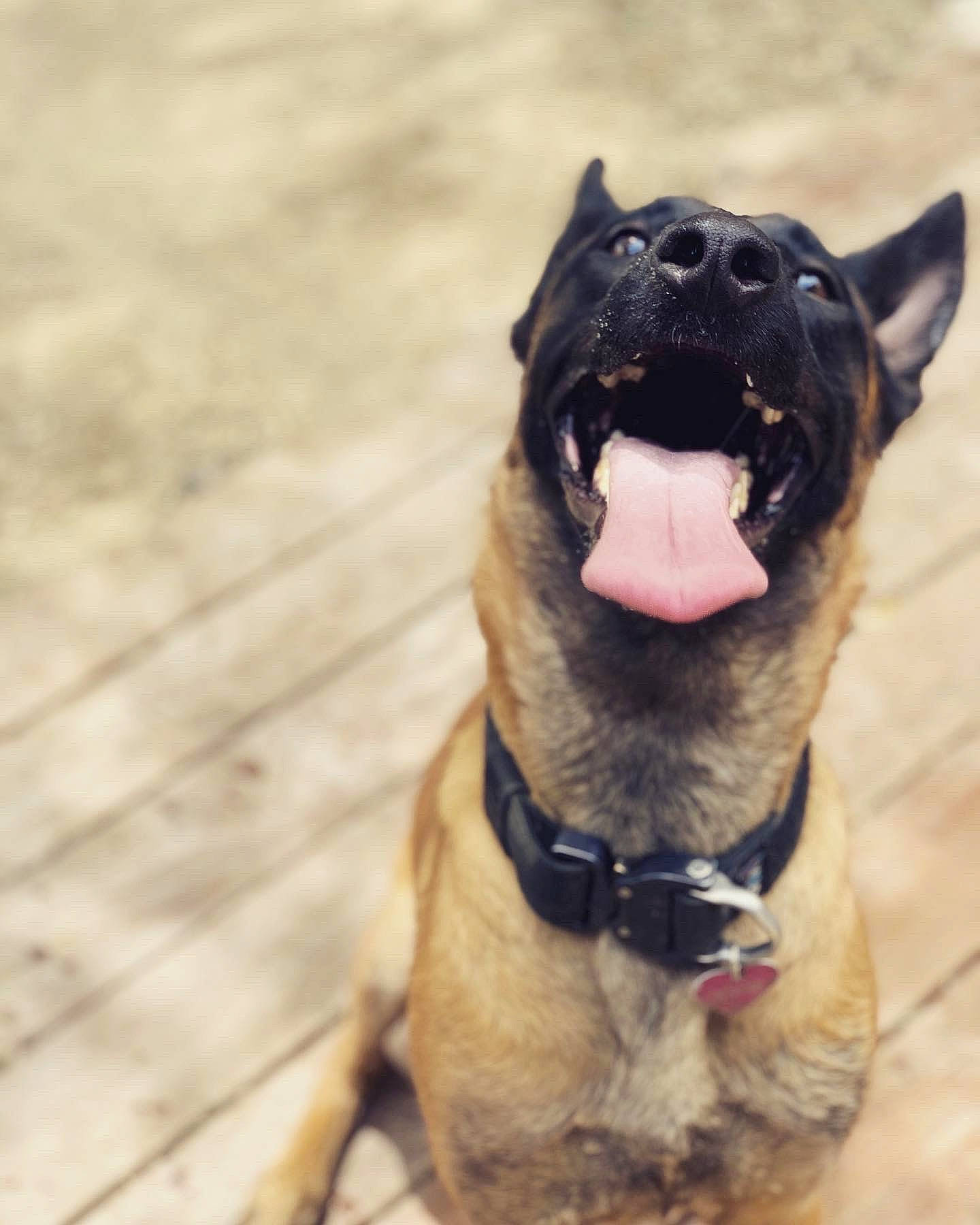 Rogue joined the competition — help win amazing prizes! canidae, carnivore, collar, companion_dog, dog, dog_breed, dog_collar, fang, fawn, guard_dog, non_sporting_group, snout, sporting_group, tail, terrestrial_animal, whiskers, wood, working_animal, working_dog, yawn