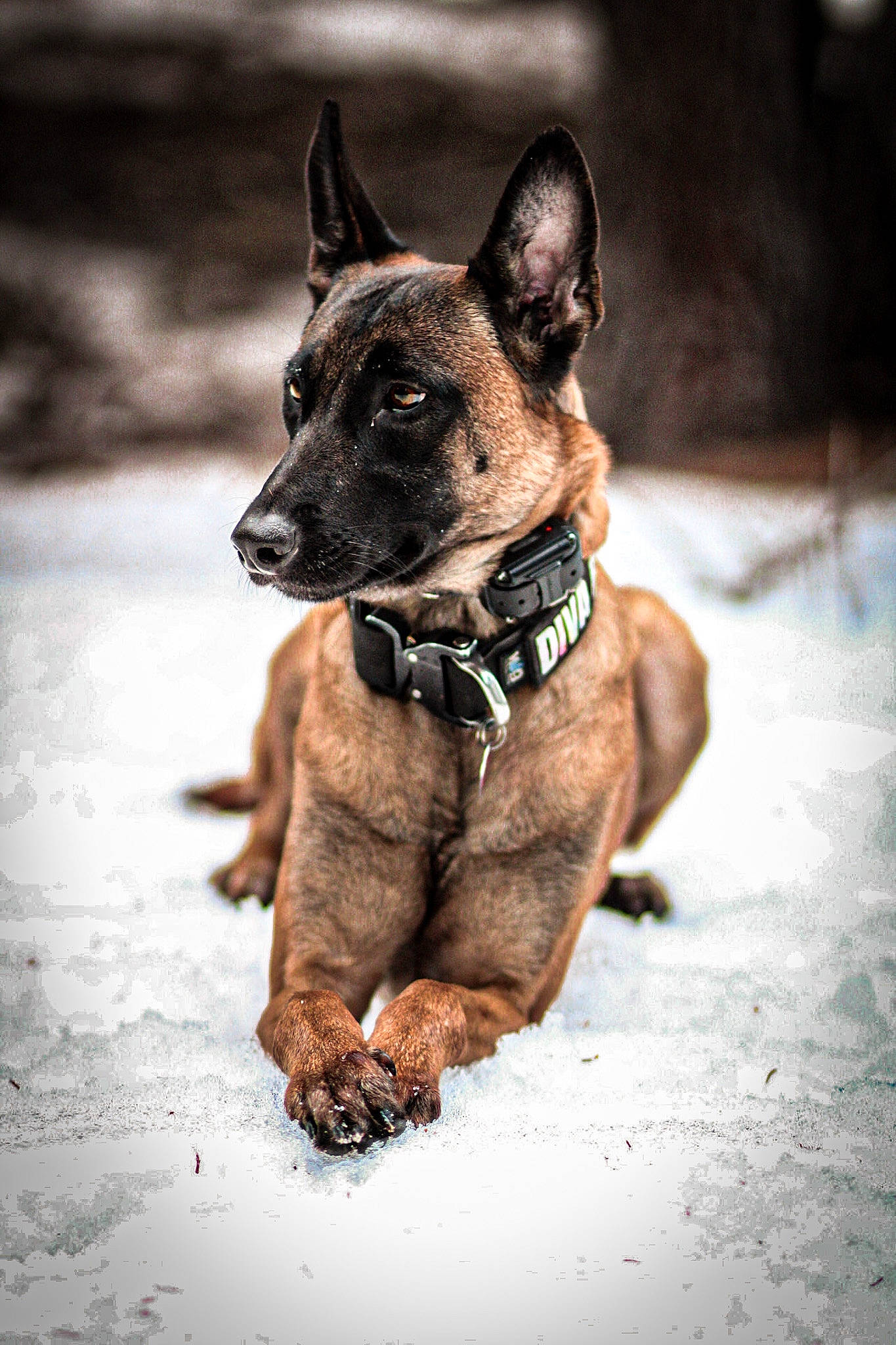 Rogue joined the competition — help win amazing prizes! ancient_dog_breeds, canidae, carnivore, collar, companion_dog, dog, dog_breed, dog_collar, dog_supply, fawn, fur, guard_dog, non_sporting_group, snout, sporting_group, street, whiskers, wildlife, working_animal, working_dog