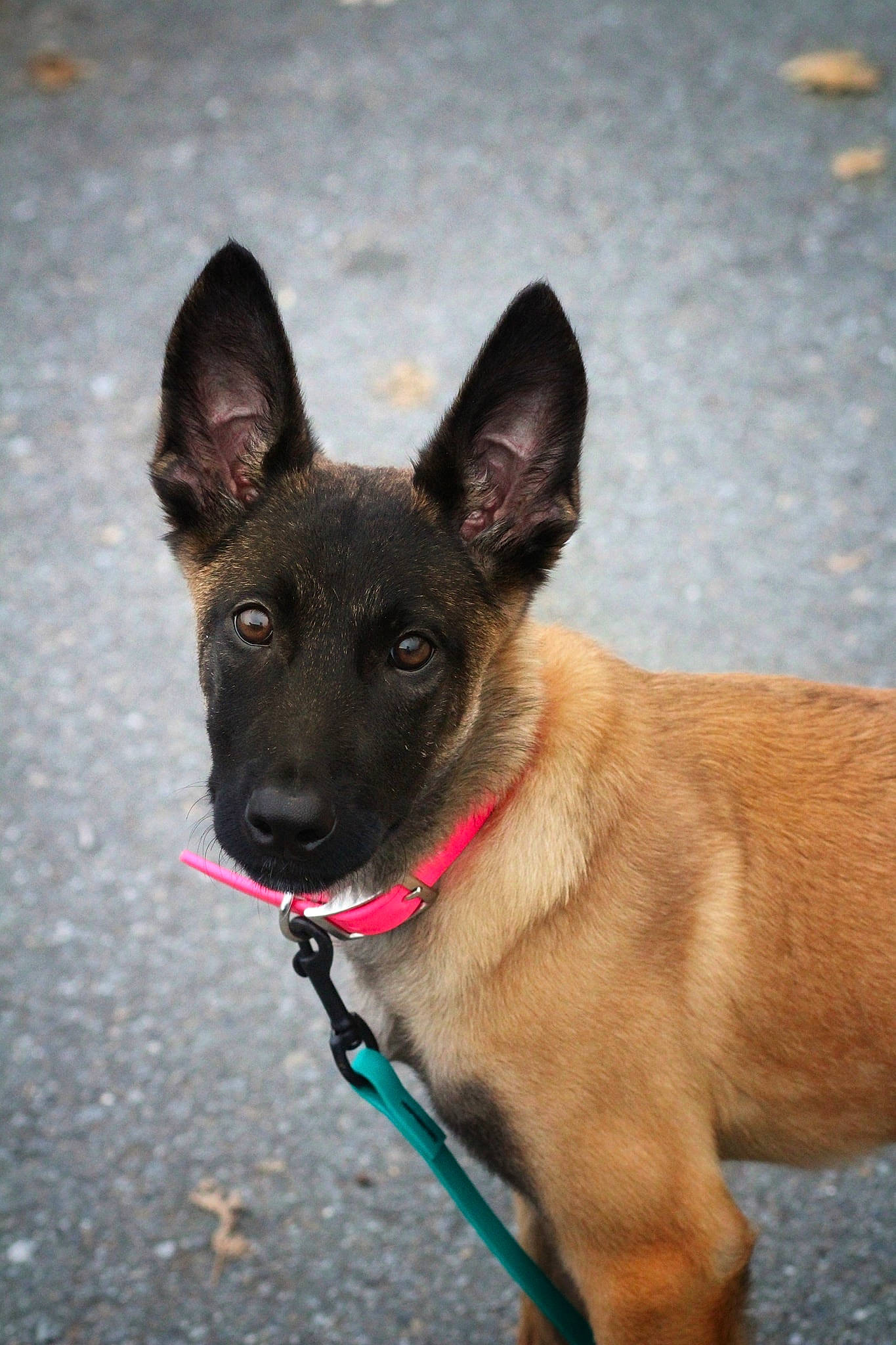 Rogue joined the competition — help win amazing prizes! canidae, carmine, carnivore, collar, companion_dog, dog, dog_breed, dog_collar, dog_supply, fawn, foot, fur, leash, paw, snout, sporting_group, tail, terrestrial_animal, whiskers, working_animal