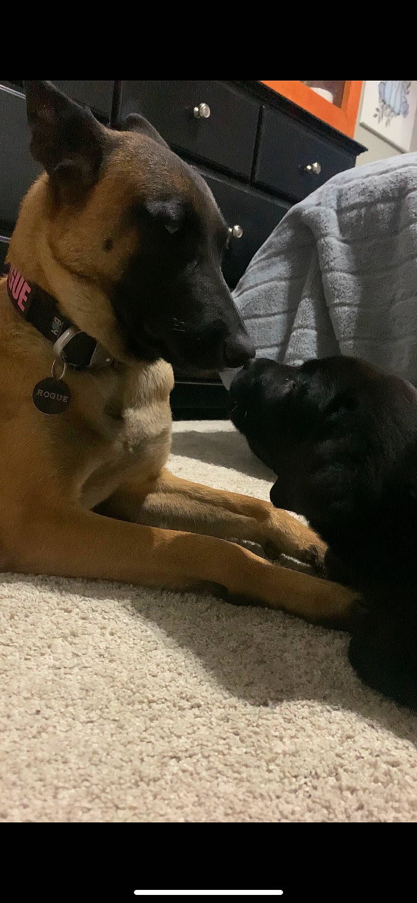 Kade is registered to the contest to win money with this photo: canidae, carnivore, collar, comfort, companion_dog, computer_keyboard, couch, dog, dog_breed, dog_collar, fawn, guard_dog, non_sporting_group, paw, pet_supply, snout, sporting_group, whiskers, working_animal, working_dog