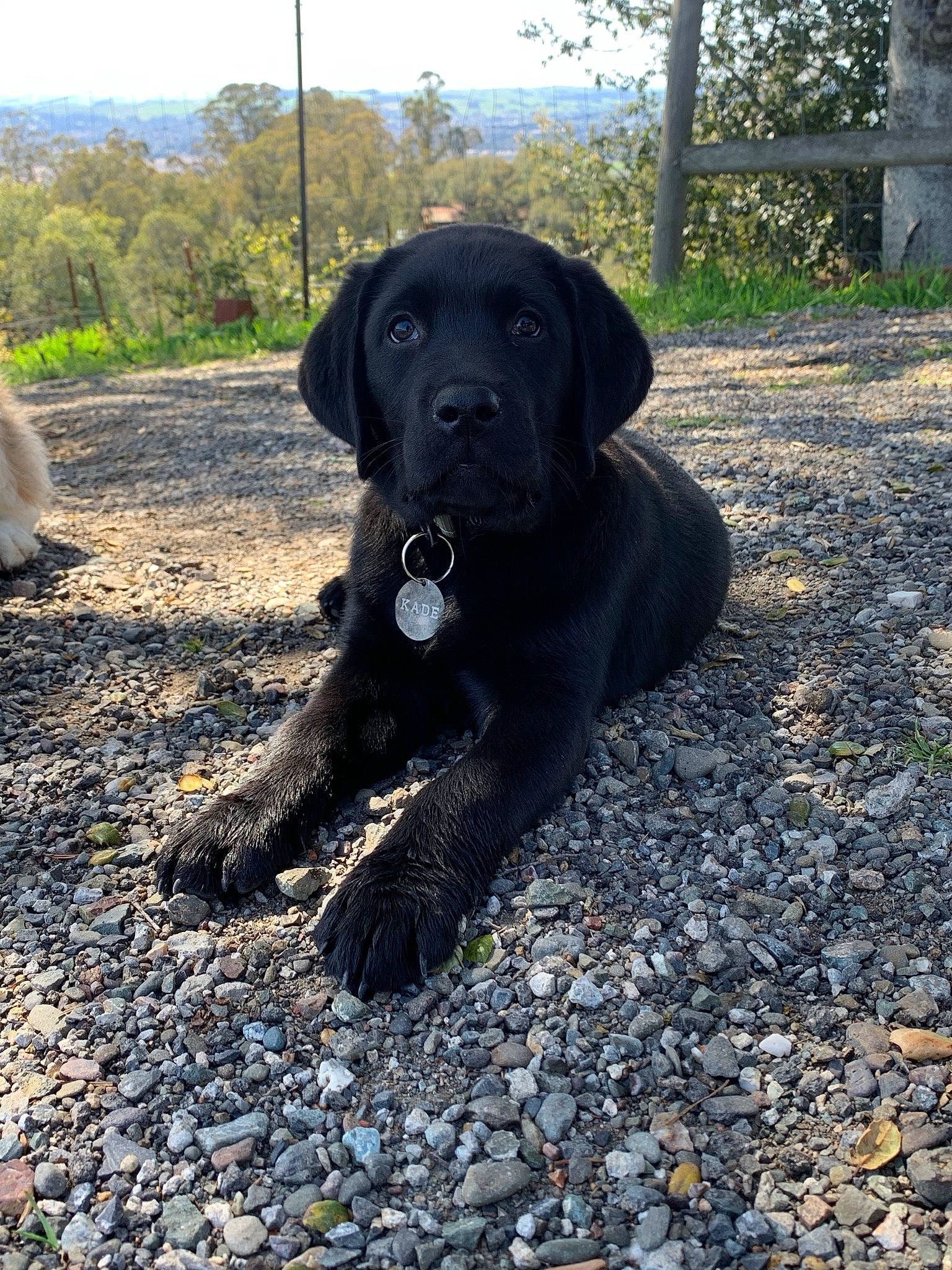 Kade joined the competition — help win amazing prizes! borador, canidae, carnivore, companion_dog, dog, dog_breed, fawn, grass, gun_dog, liver, plant, road_surface, sky, snout, soil, sporting_group, tail, terrestrial_animal, tree, working_animal