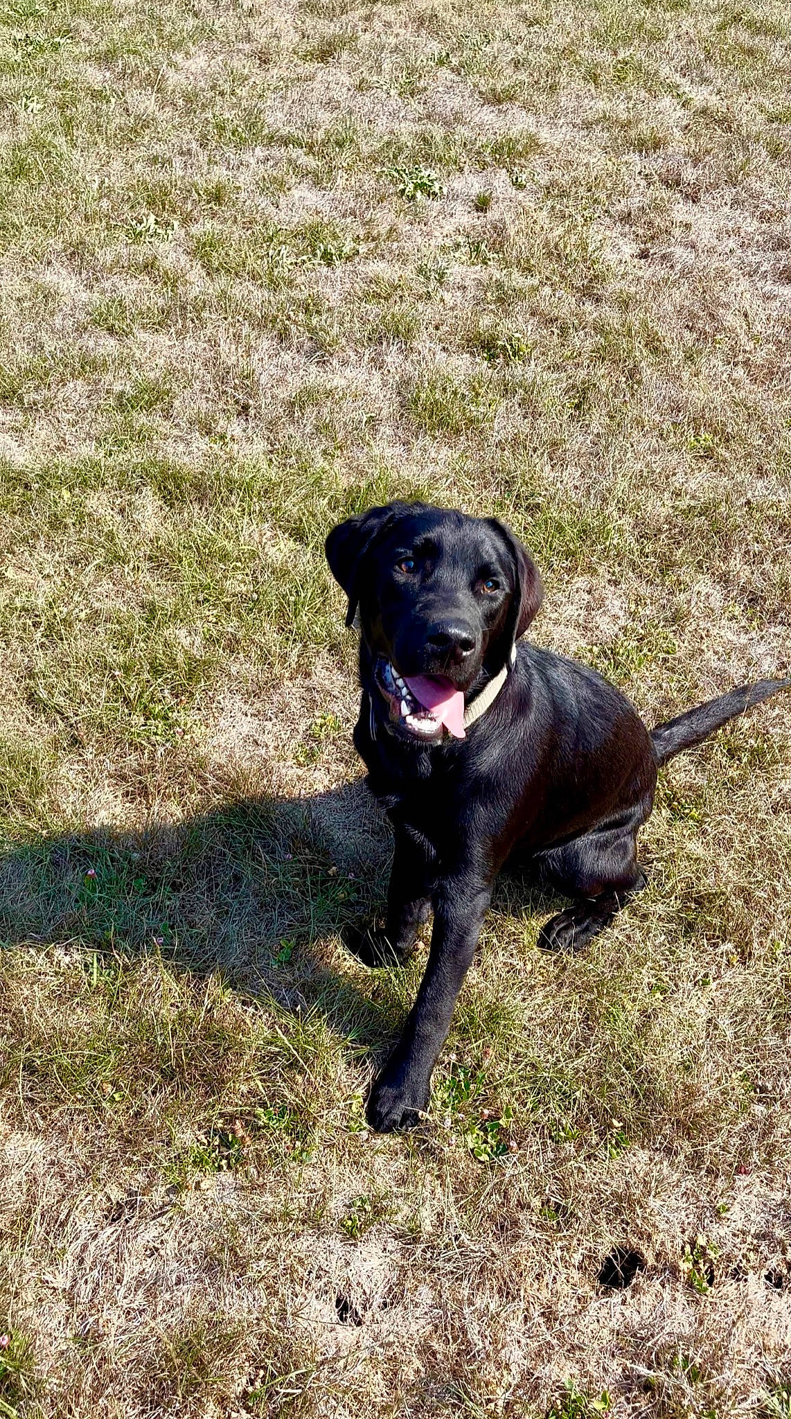 Kade joined the competition — help win amazing prizes! borador, canidae, carnivore, collar, companion_dog, dog, dog_breed, dog_collar, fawn, grass, gun_dog, labrador_retriever, retriever, snout, soil, sporting_group, tail, terrestrial_animal, working_animal, working_dog