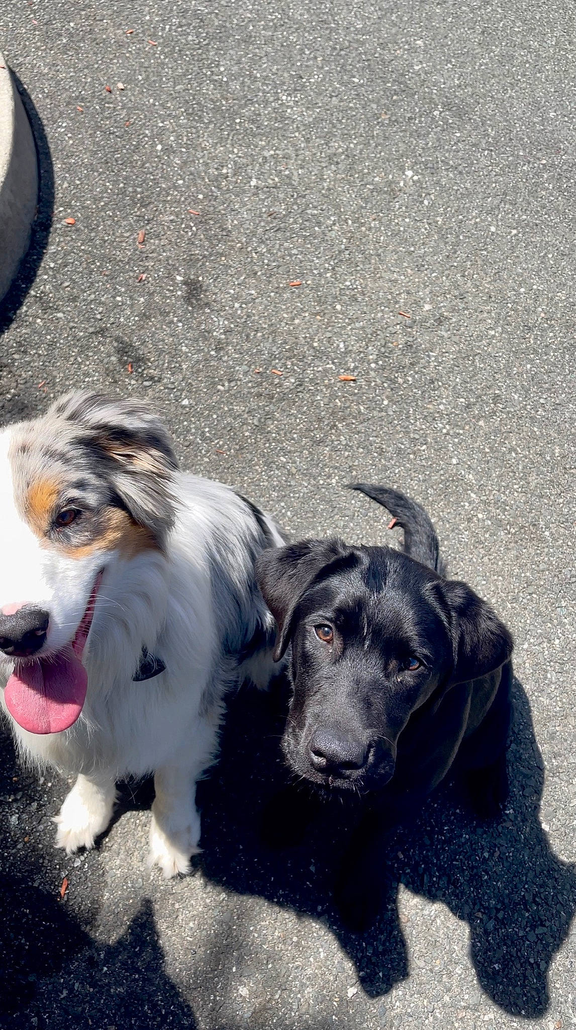 Kade is registered to the contest to win money with this photo: asphalt, canidae, carnivore, collar, companion_dog, dog, dog_breed, dog_collar, fur, herding_dog, paw, road_surface, snout, sporting_group, tar, whiskers, working_animal, working_dog