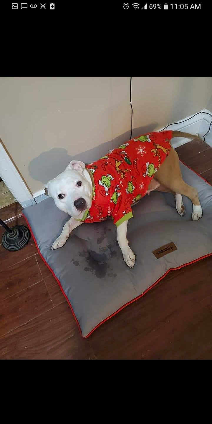 Suzi joined the competition — help win amazing prizes! canidae, carnivore, collar, companion_dog, dog, dog_breed, dog_clothes, dog_supply, floor, flooring, hardwood, laminate_flooring, non_sporting_group, pattern, pet_supply, snout, sporting_group, wood_flooring, wood_stain, working_animal