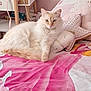 angora, animal, bed, bedroom, blanket, cat, computer, couch, cushion, electronics, furniture, homedecor, indoors, kitten, linen, person, pet, quilt, room, wood