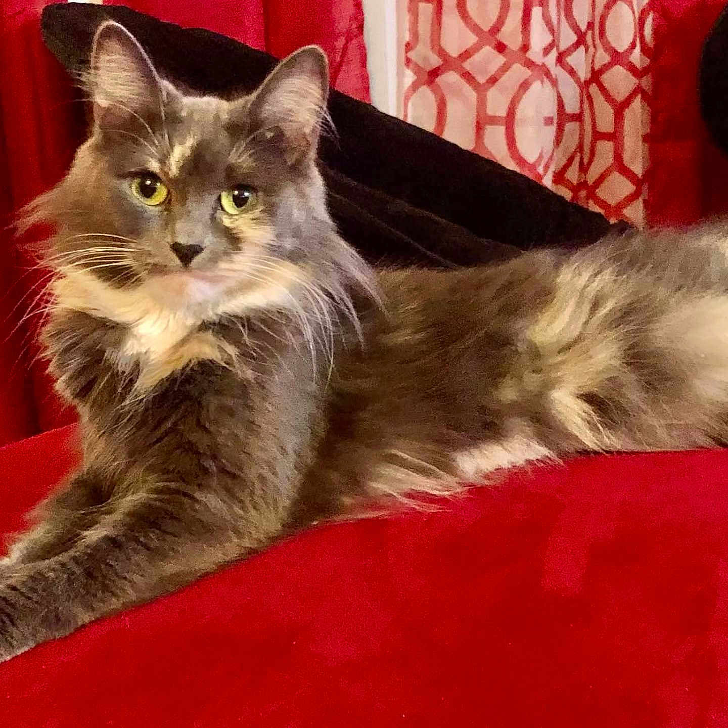 Evalyn joined the competition — help win amazing prizes! cat, feline, gray_cat, long_hair, pet, indoor, red_background, curtains, relaxed, lying_down, whiskers, yellow_eyes, fluffy, soft_fur, animal, domestic_cat, resting, cozy, home, cute