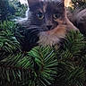 Evalyn joined the competition — help win amazing prizes! cat, wreath, greenery, holiday, decor, fur, pet, indoor, closeup, curious, animal, fluffy, face, ears, whiskers, eyes, christmas, seasonal, festive, nature