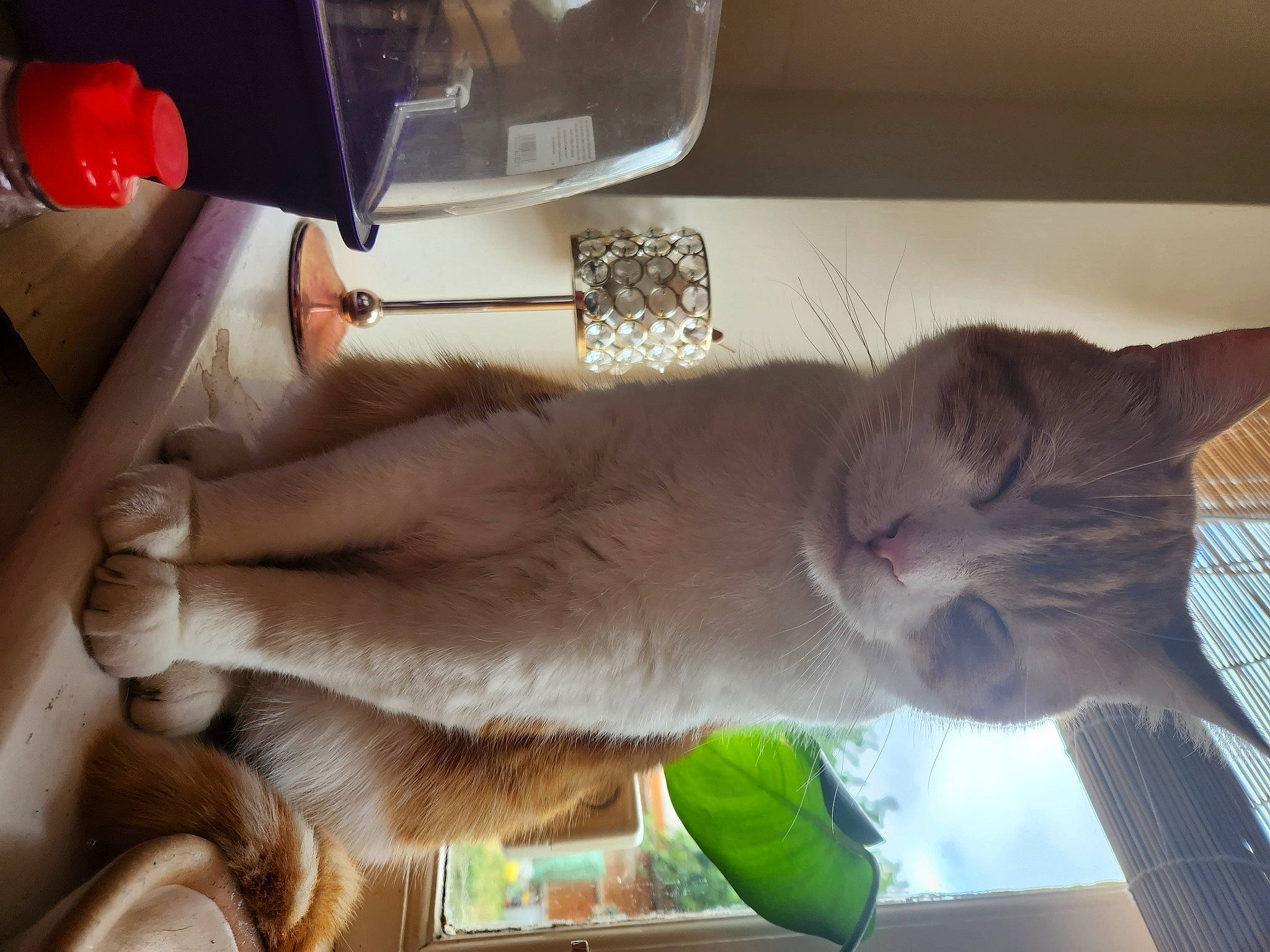 Ginger is registered to the contest to win money with this photo: carnivore, cat, domestic_short_haired_cat, fawn, felidae, fur, kitchen_appliance, room, russian_blue, small_to_medium_sized_cats, tail, water, whiskers