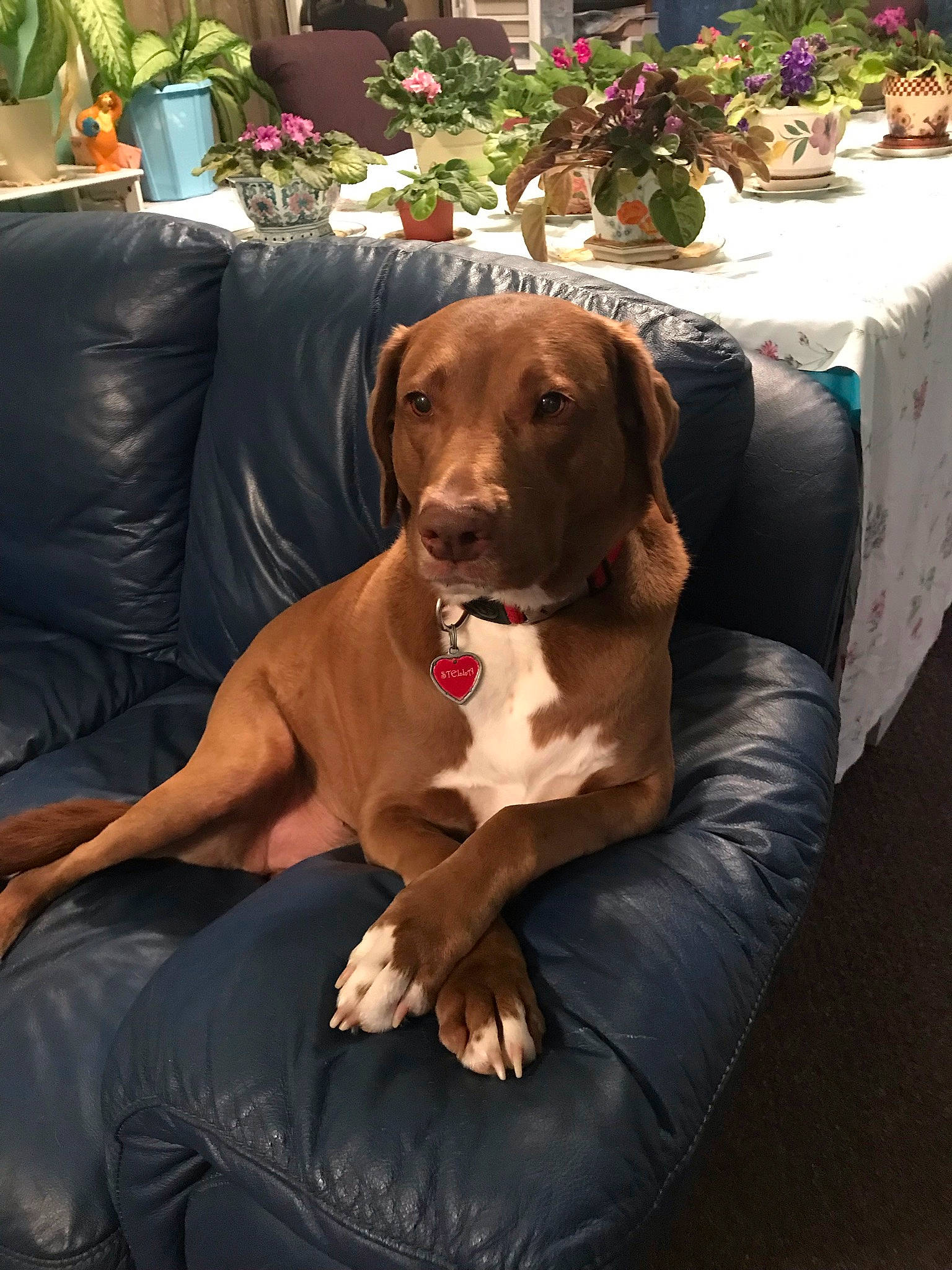 Stella Bella is registered to the contest to win money with this photo: carnivore, chair, collar, comfort, companion_dog, dog, dog_breed, dog_collar, event, fawn, flower, flowerpot, furniture, gun_dog, liver, plant, snout, table, tablecloth, working_animal