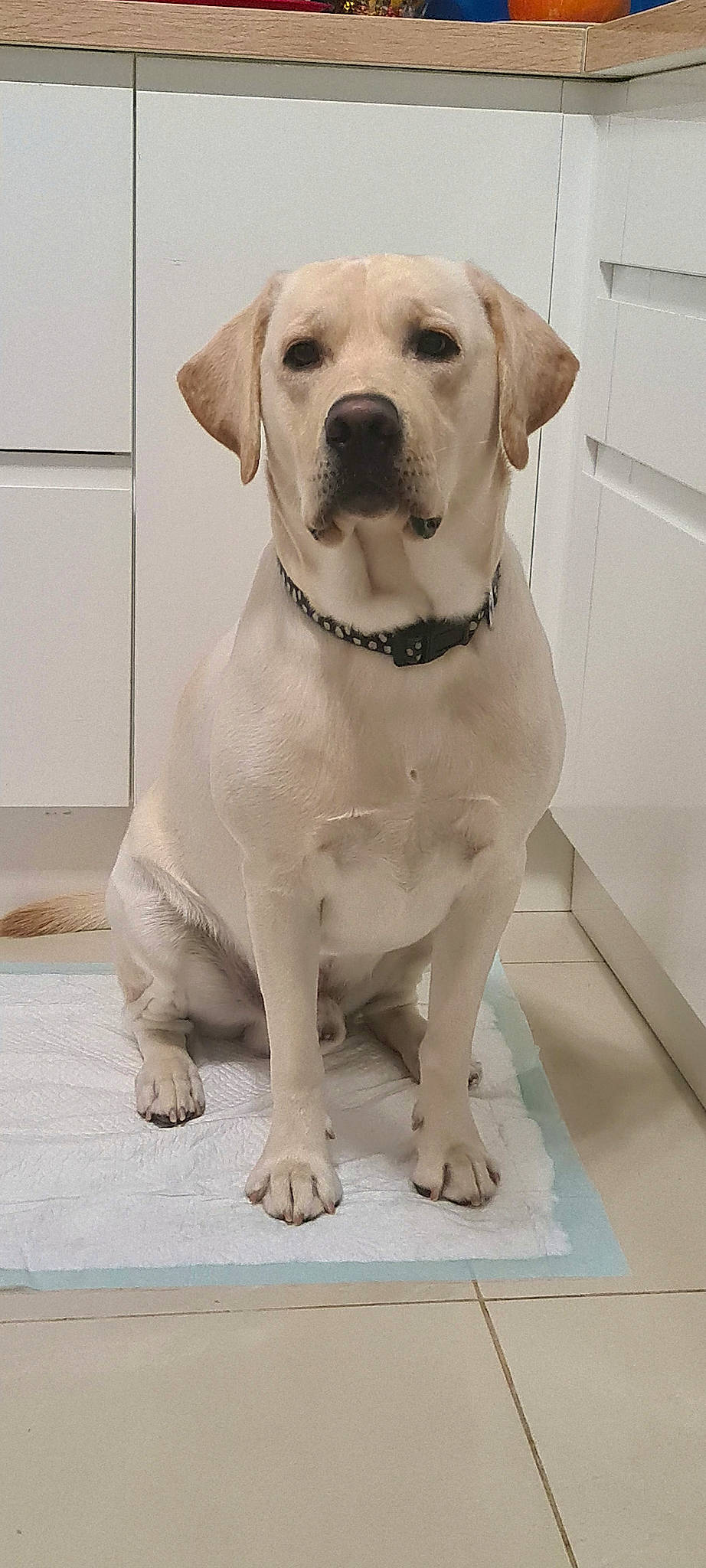 Ace a rejoint le concours — aidez-le/la à gagner de superbes lots ! canidae, carnivore, collar, companion_dog, dog, dog_breed, dog_collar, dog_supply, fawn, fur, hunting_dog, molosser, non_sporting_group, paw, pet_supply, snout, sporting_group, whiskers, working_animal, working_dog