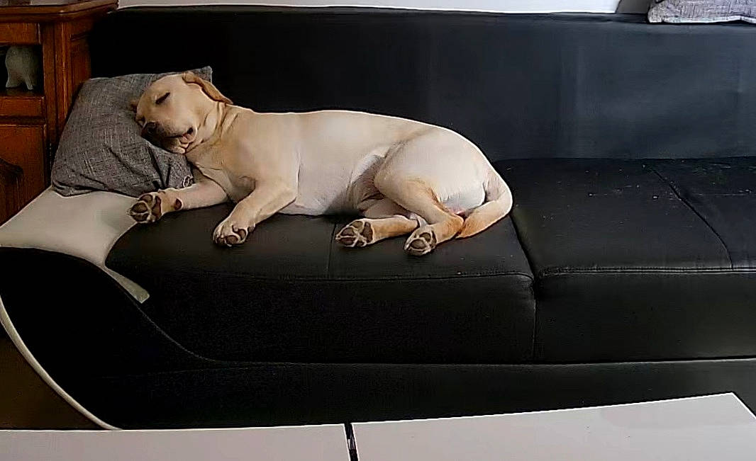 Ace a rejoint le concours — aidez-le/la à gagner de superbes lots ! auto_part, carnivore, club_chair, comfort, companion_dog, couch, dog, dog_breed, dog_supply, furniture, metal, paw, rectangle, room, sofa_bed, sporting_group, tail, terrestrial_animal, toy_dog, working_animal