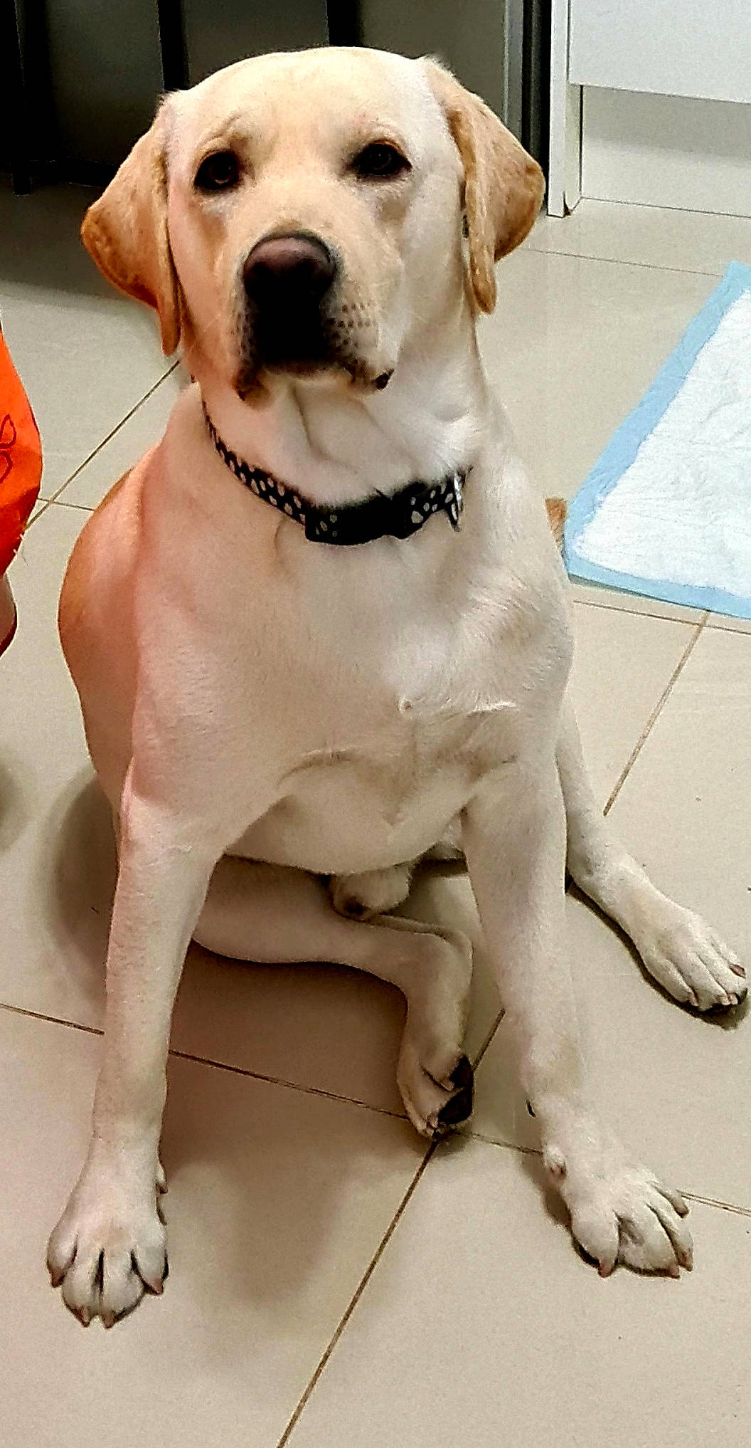 Ace participe au concours pour gagner de l'argent avec cette photo : ancient_dog_breeds, canidae, carnivore, collar, companion_dog, dog, dog_breed, dog_collar, fawn, fur, non_sporting_group, paw, pet_supply, snout, sporting_group, water, whiskers, working_animal, working_dog, wrinkle