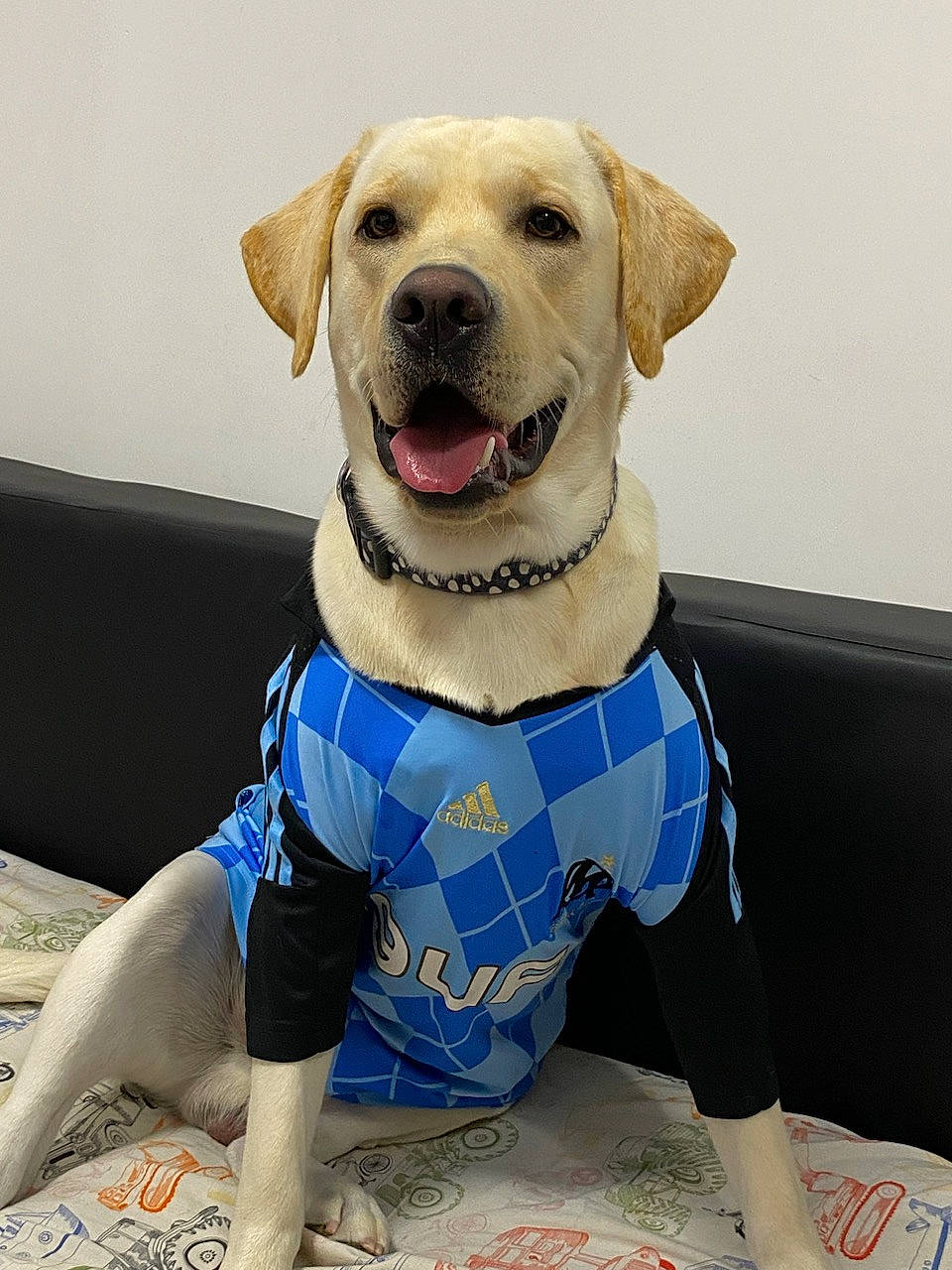 Ace participe au concours pour gagner de l'argent avec cette photo : canidae, carnivore, collar, companion_dog, couch, dog, dog_breed, dog_clothes, dog_collar, dog_supply, electric_blue, fawn, pattern, paw, pet_supply, snout, sporting_group, webbing, whiskers, working_animal