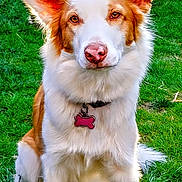 Isabel is registered to the contest to win money with this photo: dog, canine, pet, grass, outdoor, sitting, collar, id_tag, fur, white_fur, brown_fur, big_ears, pink_nose, eyes, portrait, close_up, fluffy, paws, garden, park