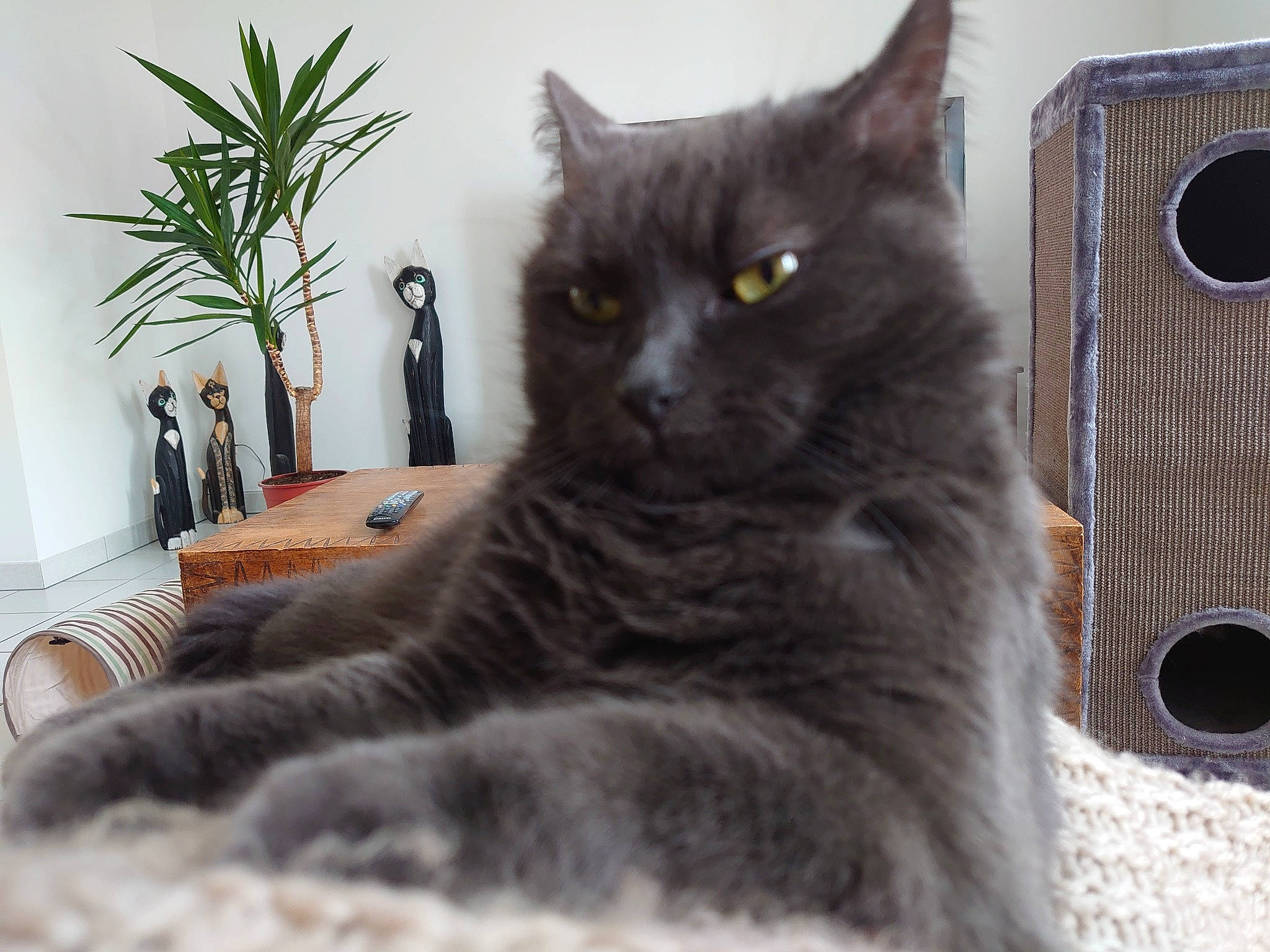 Loustick participe au concours pour gagner de l'argent avec cette photo : black_cat, carnivore, cat, comfort, domestic_short_haired_cat, felidae, flowerpot, fur, grey, houseplant, mesh, pet_supply, plant, sitting, small_to_medium_sized_cats, snout, studio_monitor, tail, whiskers, window