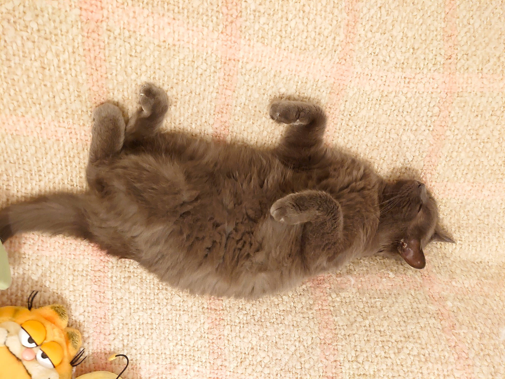 Loustick participe au concours pour gagner de l'argent avec cette photo : _geese_and_swans, cat, claw, comfort, dog_breed, domestic_short_haired_cat, duck, ducks, felidae, fur, mammal, paw, small_to_medium_sized_cats, tail, terrestrial_animal, vertebrate, whiskers