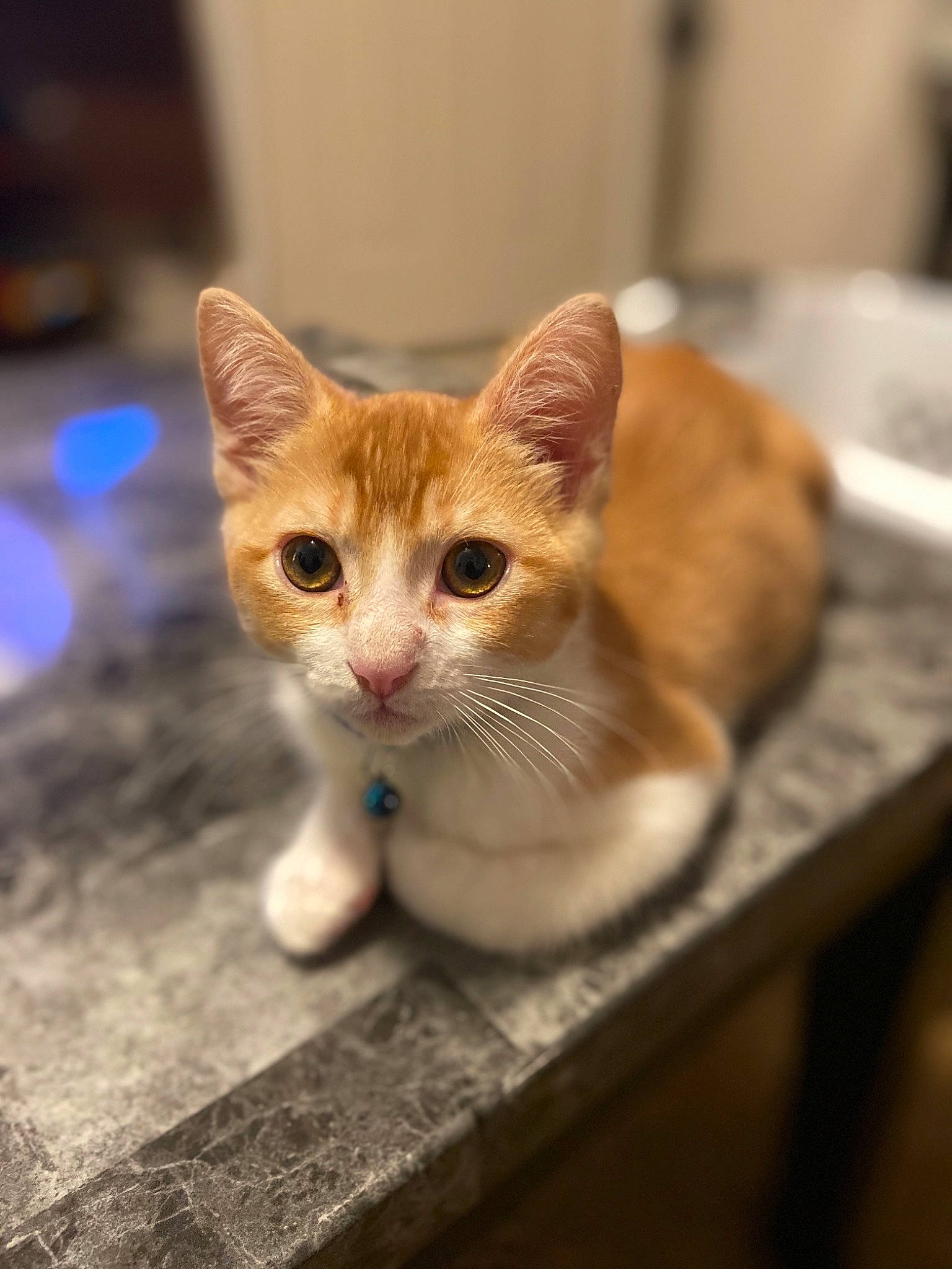 Ham is registered to the contest to win money with this photo: aegean_cat, arabian_mau, asian, carnivore, cat, domestic_short_haired_cat, european_shorthair, fawn, felidae, kitten, mammal, munchkin, ojos_azules, small_to_medium_sized_cats, snout, tabby_cat, whiskers