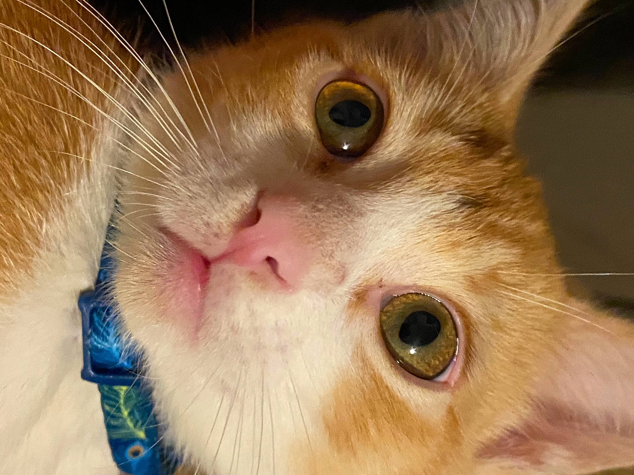 Ham is registered to the contest to win money with this photo: aegean_cat, carnivore, cat, close_up, eye, fawn, felidae, fur, german_rex, head, iris, javanese, nose, ojos_azules, photography, singapura, skin, small_to_medium_sized_cats, snout, whiskers