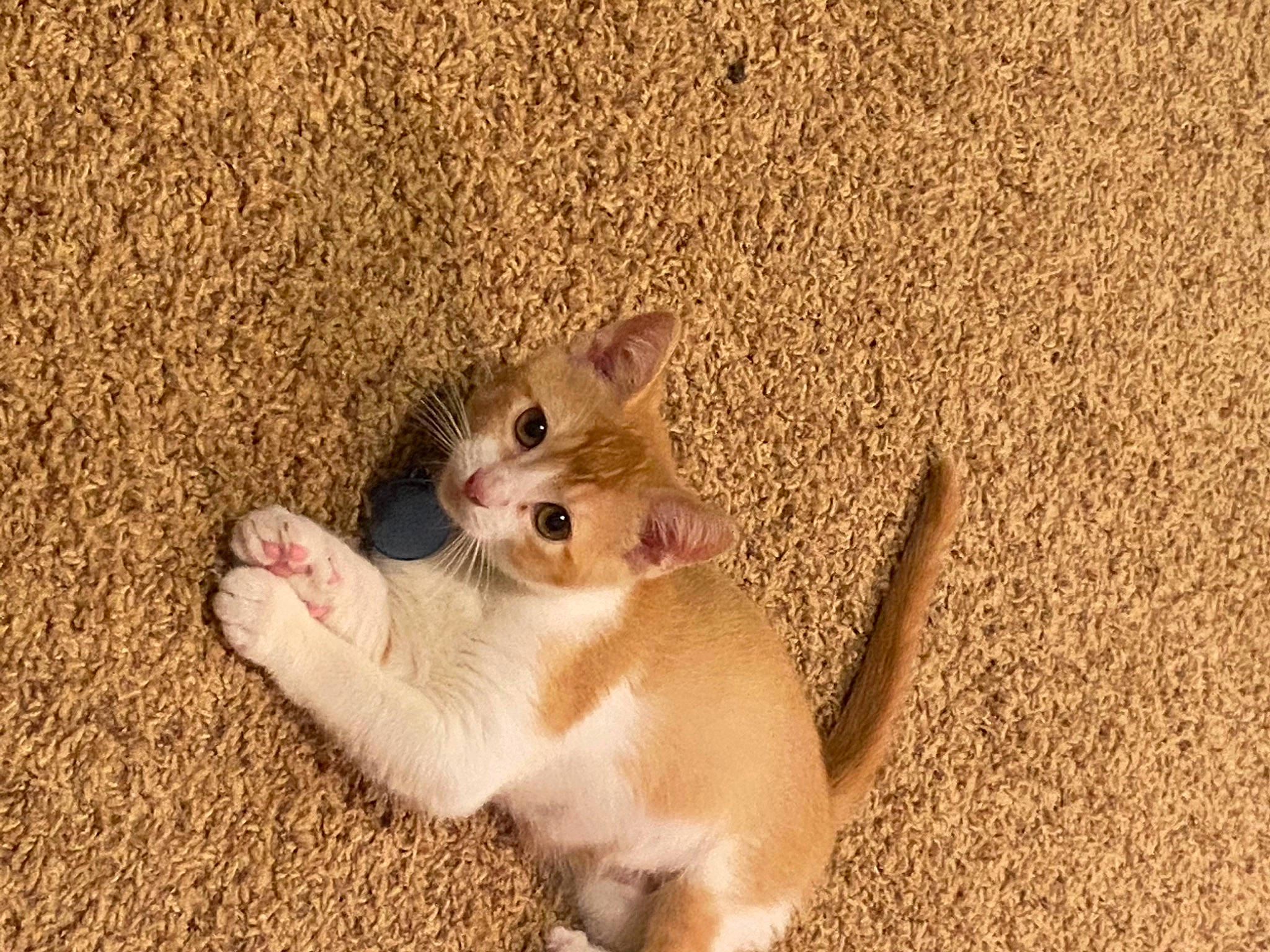 Ham is registered to the contest to win money with this photo: carnivore, cat, fawn, felidae, kitten, mammal, munchkin, paw, polydactyl_cat, singapura, small_to_medium_sized_cats, tail, vertebrate, whiskers