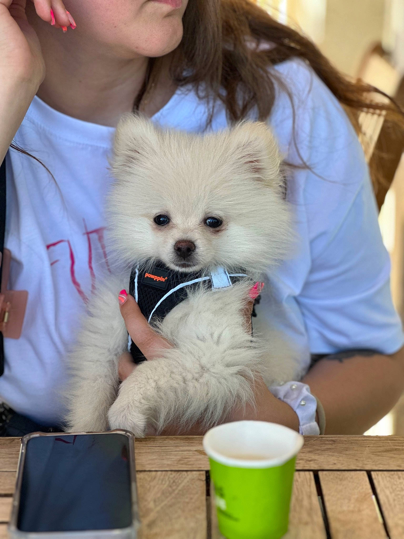 Snow a rejoint le concours — aidez-le/la à gagner de superbes lots ! canidae, carnivore, companion_dog, cup, dog, dog_breed, dog_supply, eyewear, fawn, fur, mammal, non_sporting_group, sitting, spitz, sporting_group, t_shirt, toy_dog, white