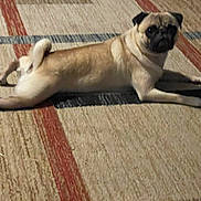 Chato joined the competition — help win amazing prizes! dog, pug, carpet, indoor, pet, animal, lying_down, relaxed, light_brown, black_face, tail, four_legs, floor, curious, canine, domestic_animal, looking, resting, home, cute