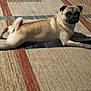 dog, pug, carpet, indoor, pet, animal, lying_down, relaxed, light_brown, black_face, tail, four_legs, floor, curious, canine, domestic_animal, looking, resting, home, cute