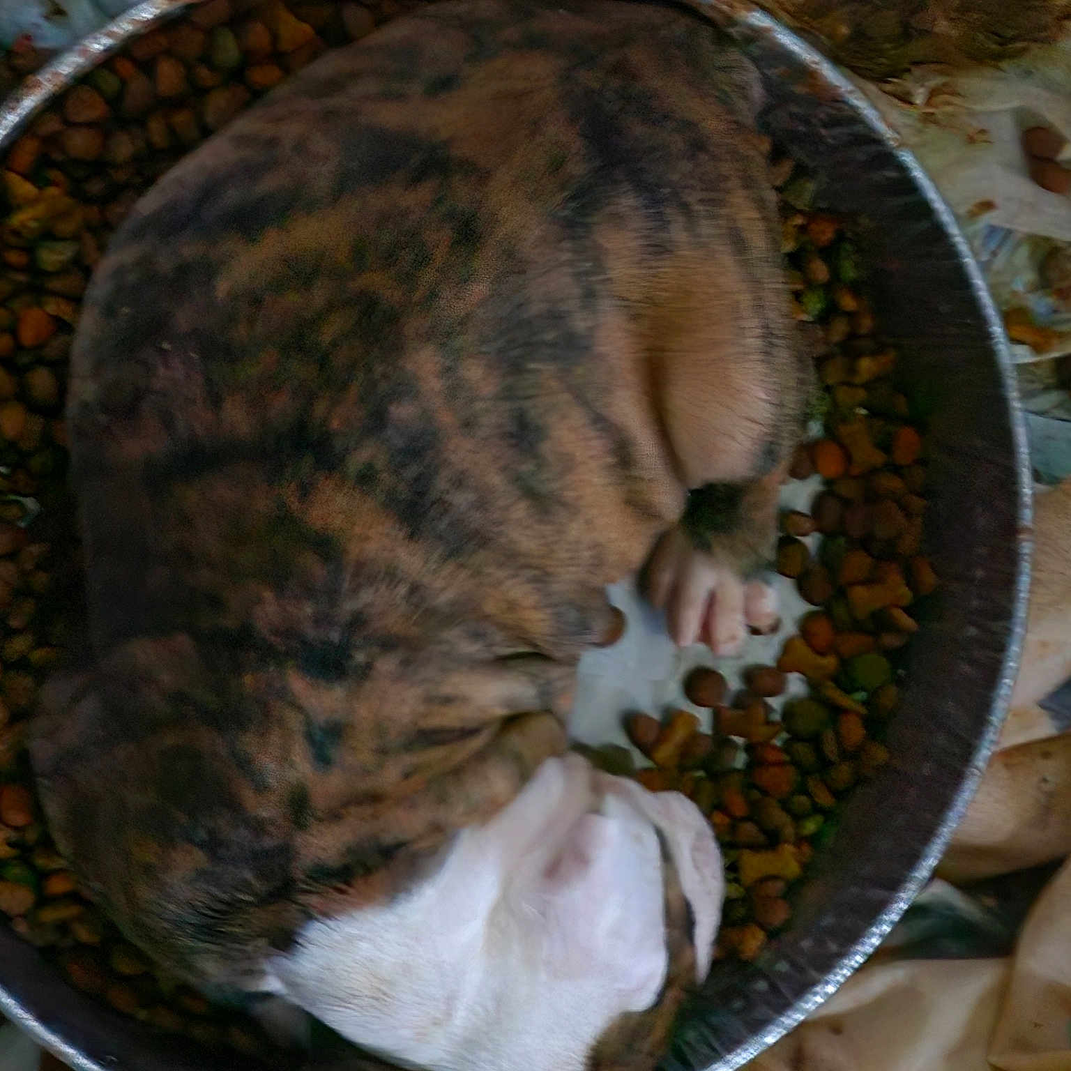 Dozer joined the competition — help win amazing prizes! carnivore, cat, cat_supply, claw, dog_breed, domestic_short_haired_cat, fawn, felidae, fur, pattern, paw, pet_supply, small_to_medium_sized_cats, snout, tail, terrestrial_animal, tree, whiskers, wildlife