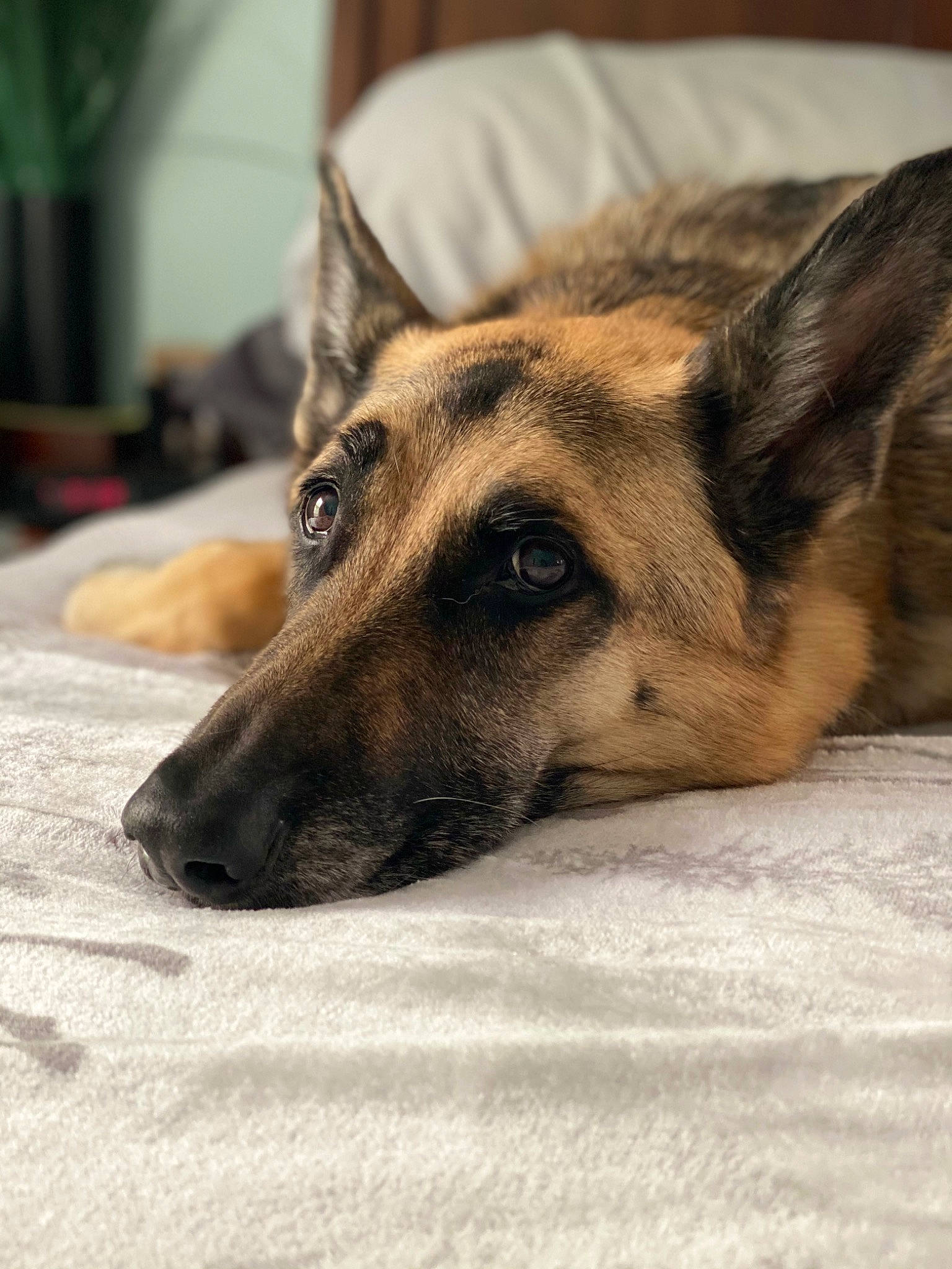 Colt joined the competition — help win amazing prizes! belgian_shepherd_malinois, canidae, canis, carnivore, dog, dog_breed, east_european_shepherd, fawn, fur, german_shepherd_dog, herding_dog, old_german_shepherd_dog, sitting, snout, sporting_group, street_dog, terrestrial_animal, whiskers, wood, working_dog