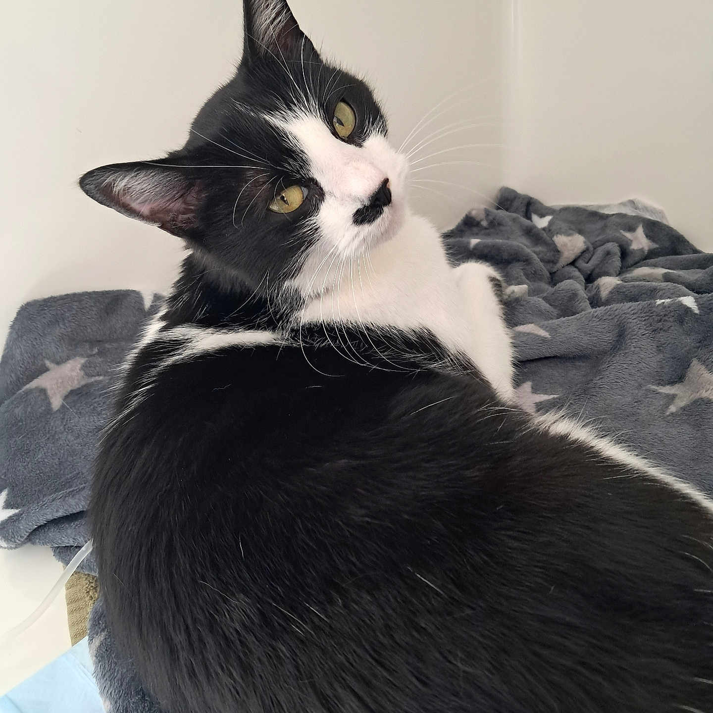 Toulouse a rejoint le concours — aidez-le/la à gagner de superbes lots ! animal, black_and_white, blanket, cat, companion, cozy, cute, ears, eyes, feline, fur, indoor, looking_back, mammal, pet, relaxed, resting, soft, star_pattern, whiskers