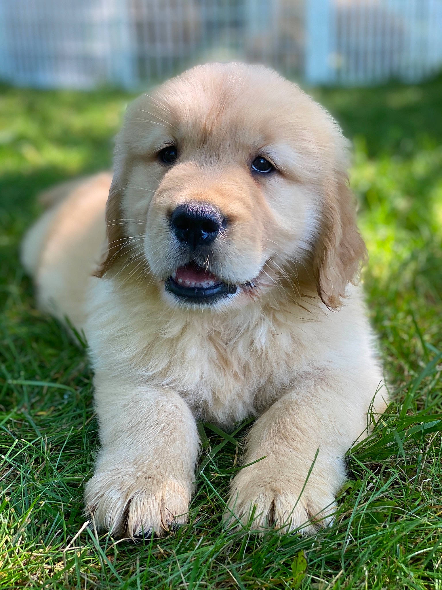 Apollo is registered to the contest to win money with this photo: ancient_dog_breeds, canidae, carnivore, companion_dog, dog, dog_breed, fawn, golden_retriever, labrador_retriever, mammal, puppy, retriever, snout, sporting_group, vertebrate