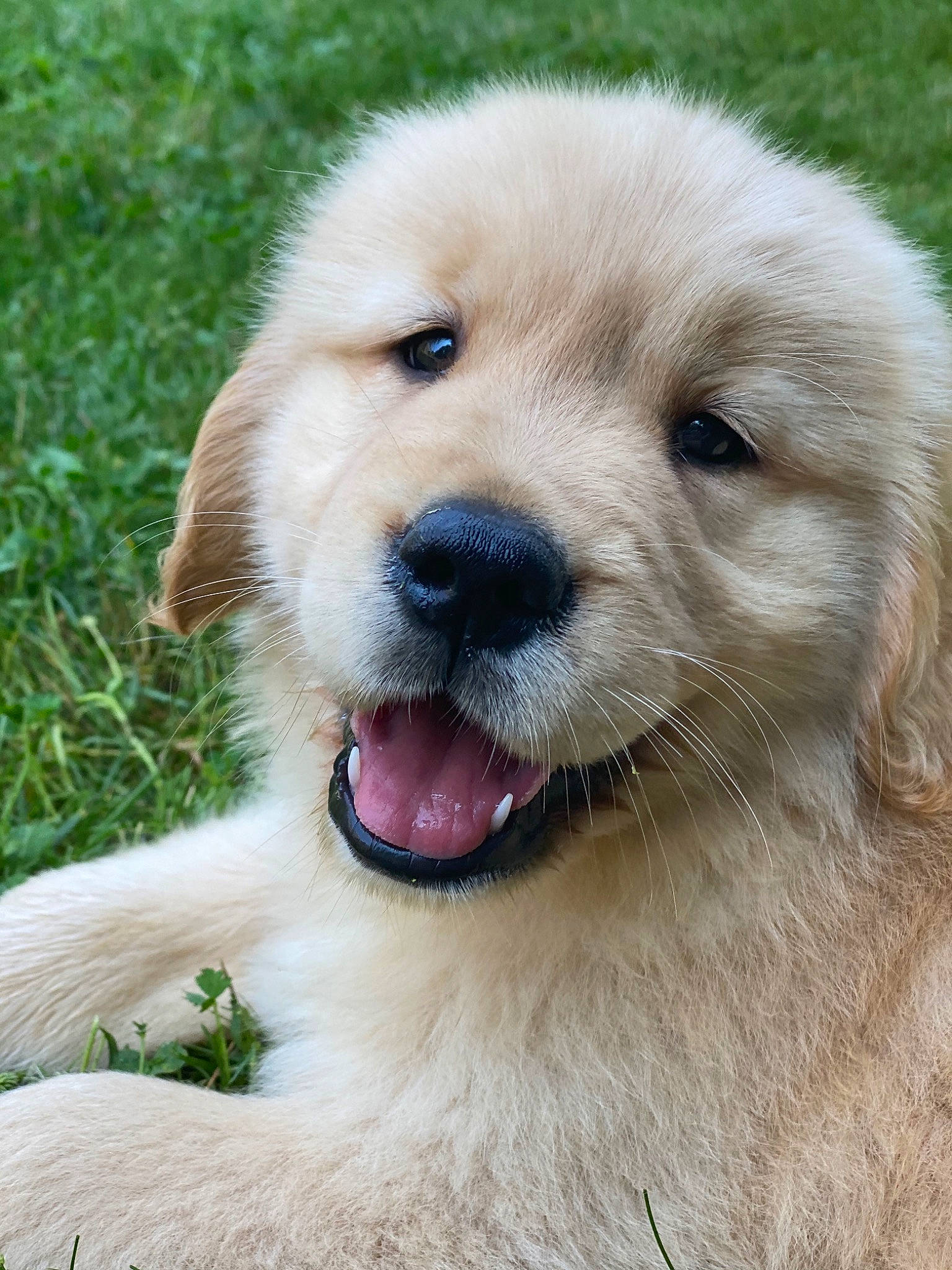 Apollo is registered to the contest to win money with this photo: ancient_dog_breeds, canidae, carnivore, companion_dog, dog, dog_breed, fawn, golden_retriever, hovawart, labrador_retriever, mammal, maremma_sheepdog, polish_tatra_sheepdog, puppy, rare_breed_dog, retriever, slovak_cuvac, snout, sporting_group, vertebrate