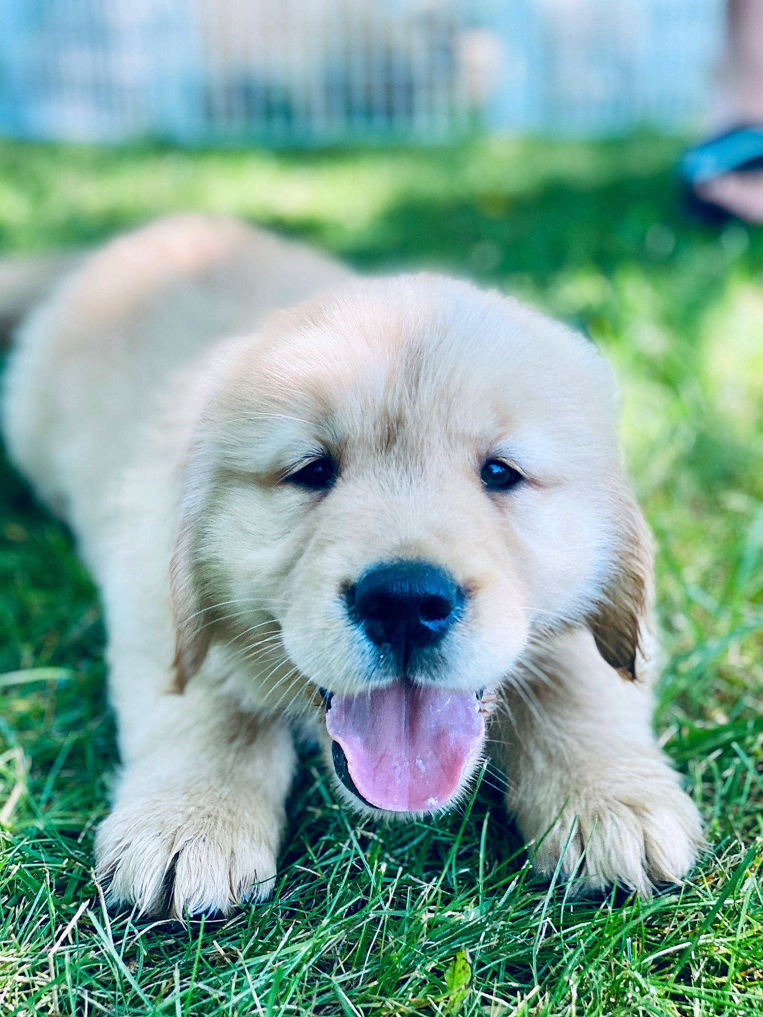 Apollo joined the competition — help win amazing prizes! canidae, carnivore, companion_dog, dog, dog_breed, fawn, golden_retriever, grass, labrador_retriever, mammal, puppy, retriever, snout, sporting_group, vertebrate
