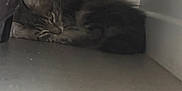 Aïko a rejoint le concours — aidez-le/la à gagner de superbes lots ! cat, animal, pet, fur, sleeping, corner, floor, indoor, cozy, hidden, quiet, resting, tabby, domestic, feline, whiskers, small, curled_up, cute, relaxed