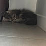 cat, animal, pet, fur, sleeping, corner, floor, indoor, cozy, hidden, quiet, resting, tabby, domestic, feline, whiskers, small, curled_up, cute, relaxed