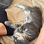 Aïko a rejoint le concours — aidez-le/la à gagner de superbes lots ! kitten, cat, sleeping, gray_tabby, blanket, furry, pet, cozy, soft_texture, resting, indoor, human_leg, black_sock, fur, cute, relaxation, comfort, animal, nap, domestic