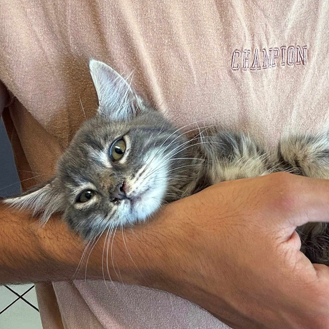 Aïko participe au concours pour gagner de l'argent avec cette photo : animal, arm, beige, cat, close_up, cute, embroidery, feline, floor_tiles, fur, gray_cat, holding, human, indoor, person, pet, relaxed, shirt, text_on_clothing, whiskers